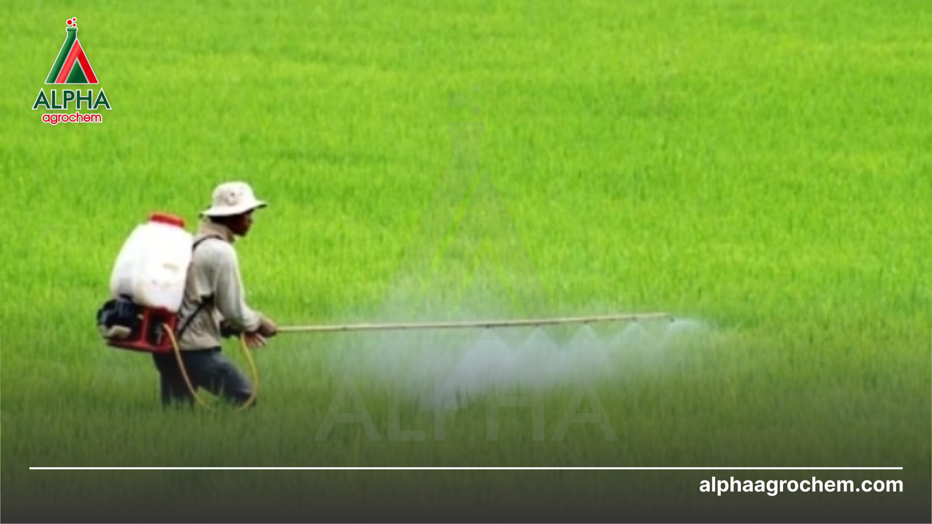 nông dân phun Phân bón hỗn hợp NPK Bacte 555