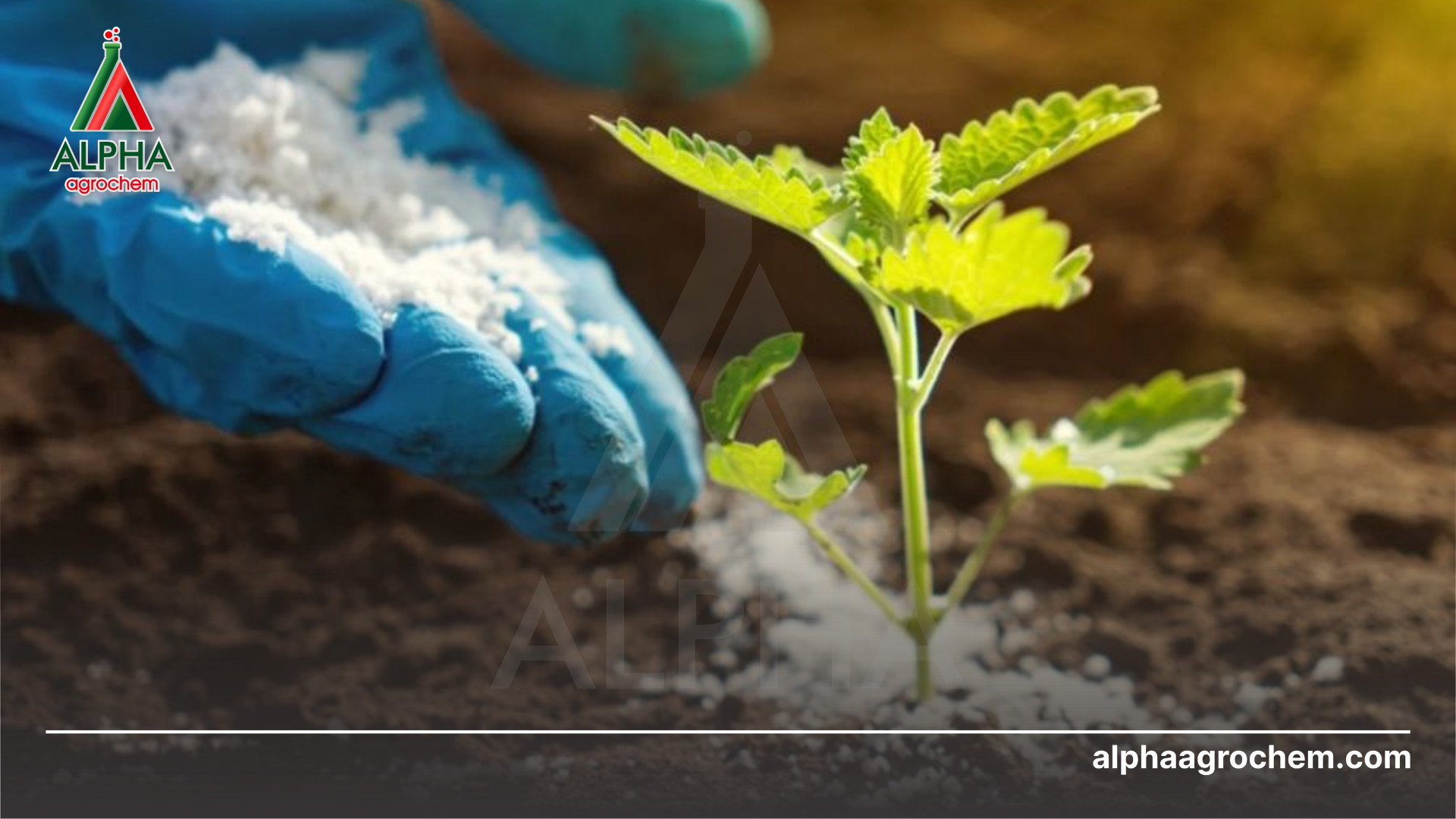 nông dân phun Phân bón HanBok 1