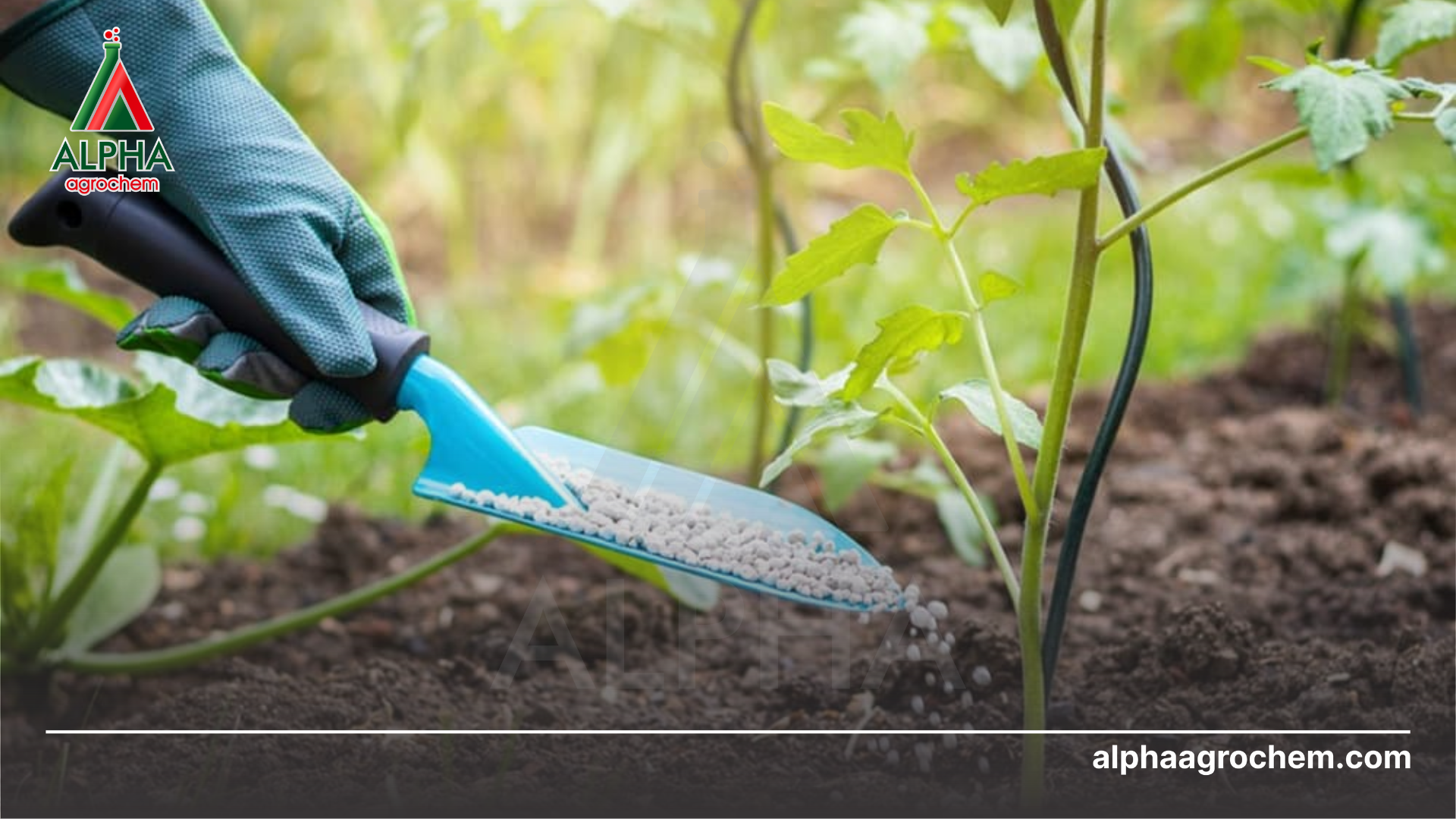 nông dân phun Phân bón DAP Philip