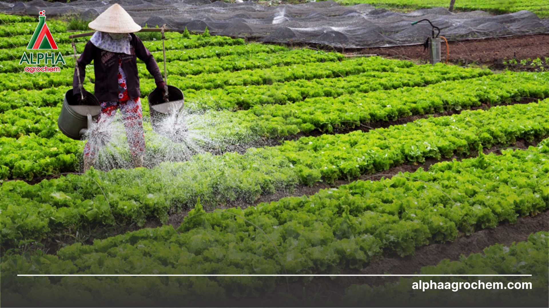 nông dân phun Phân bón lá NBC-Photphonate