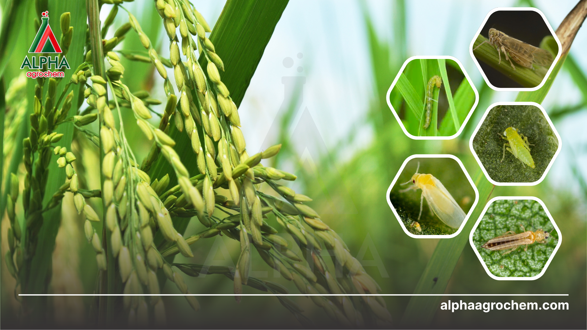 tại sao nên gia công thuốc bvtv 