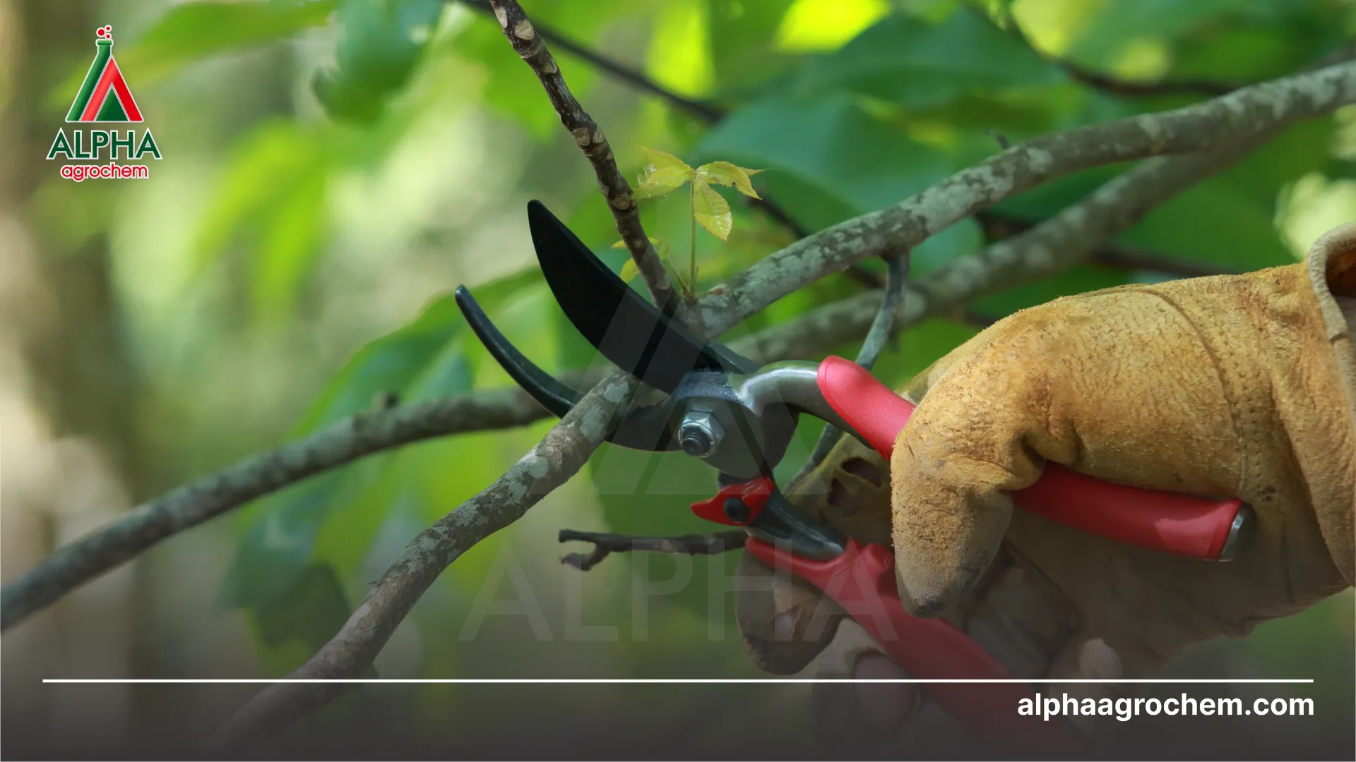 Cắt tỉa cành tạo độ thông thoáng 