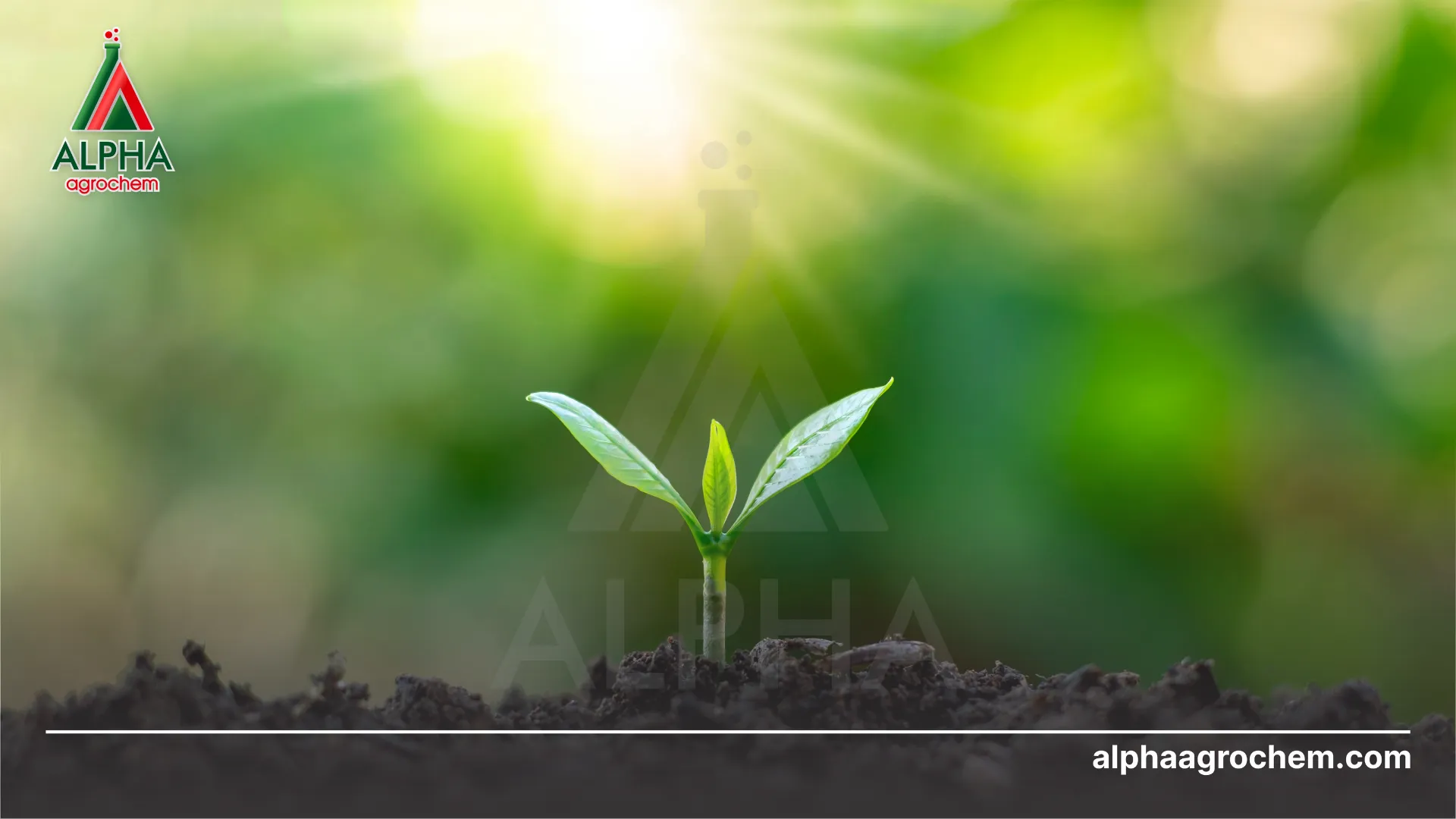 Chọn cây giống khoẻ mạnh 