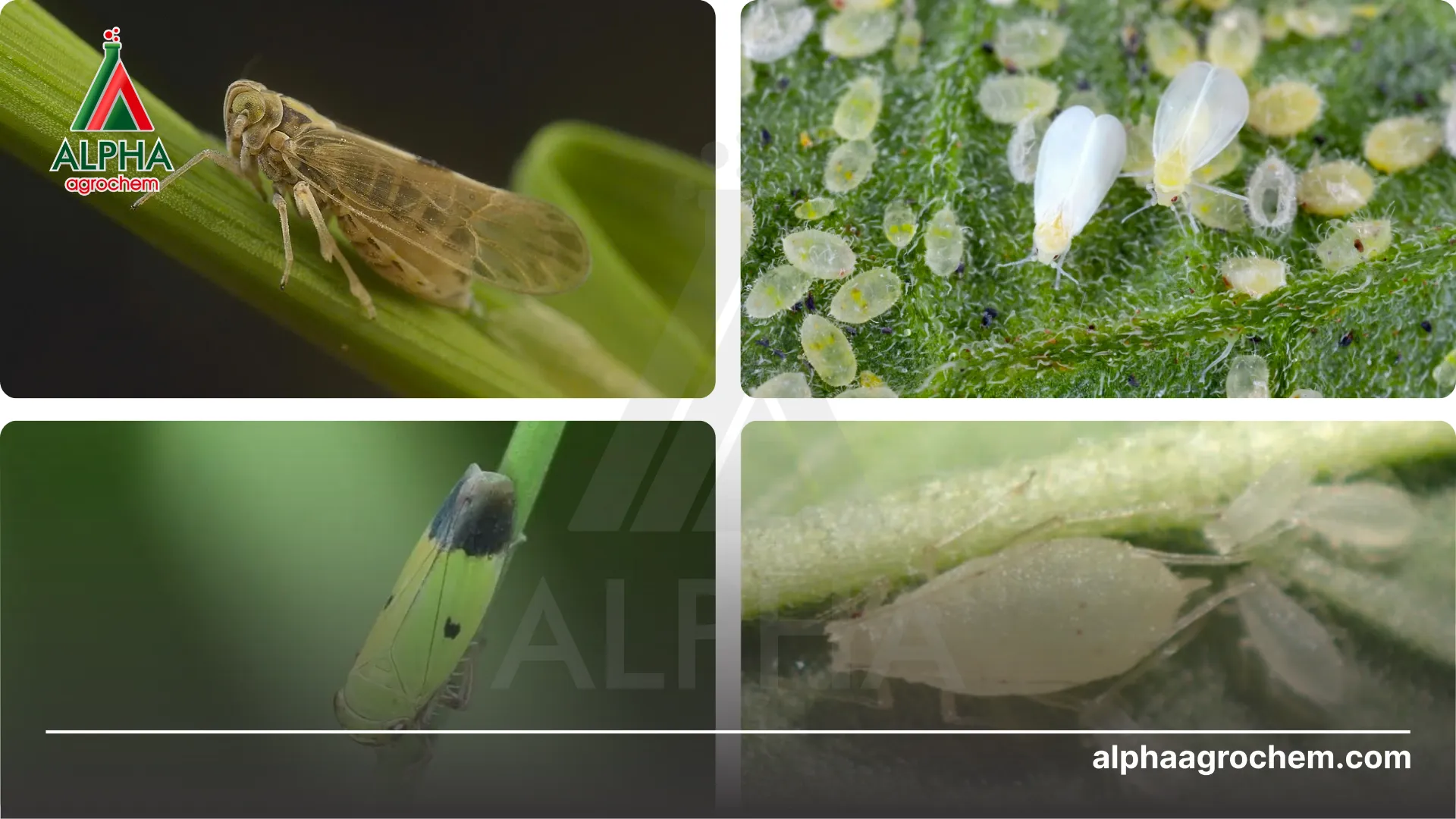 Công dụng của hoạt chất Buprofezin