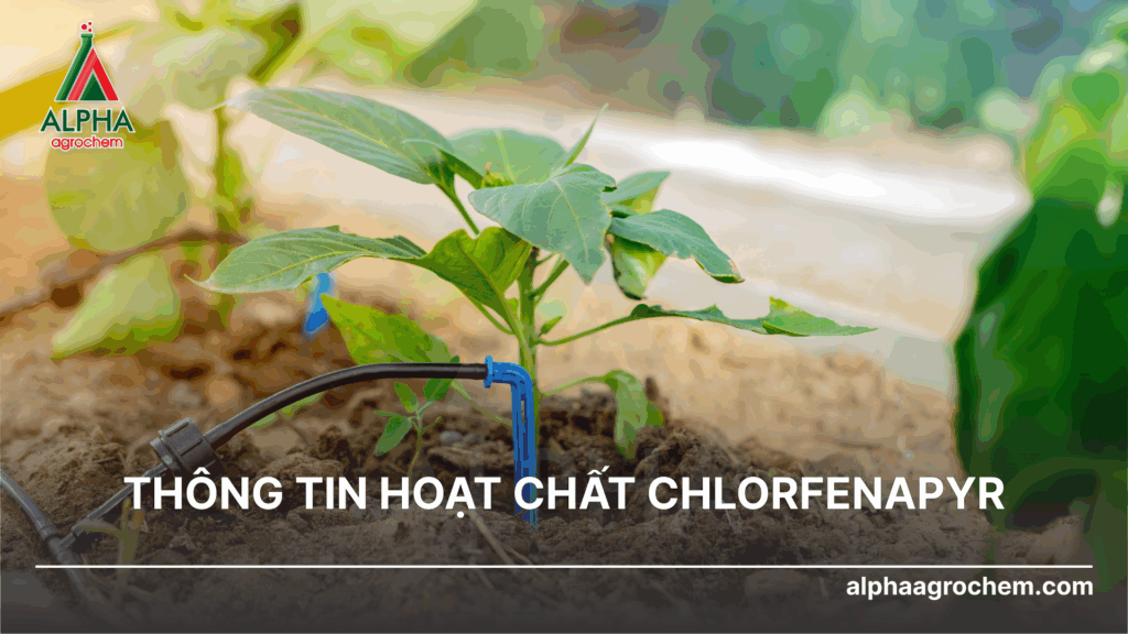 hoạt chất chlorfenapyr