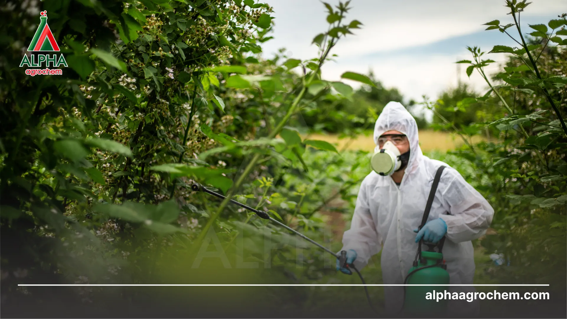 Nông dân sử dụng hoạt chất Buprofezin