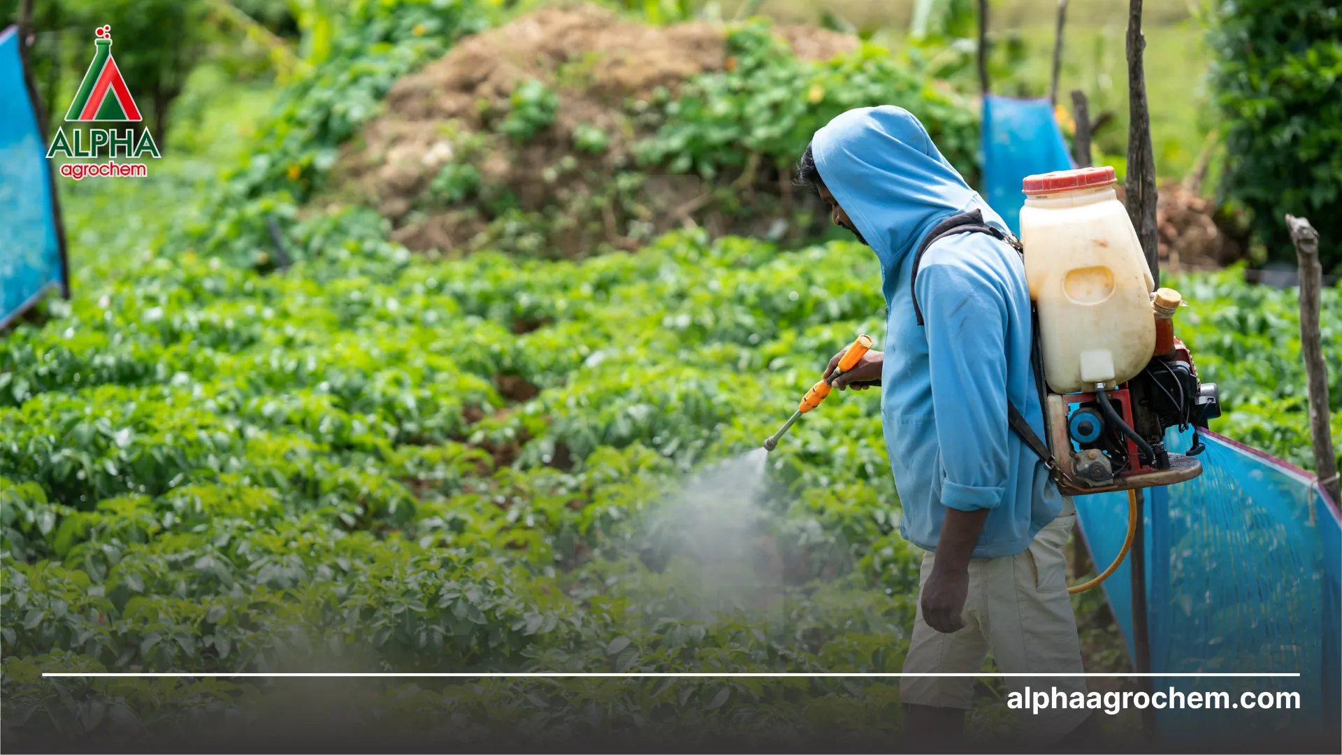 An toàn khi sử dụng hoạt chất Chlorfenapyr