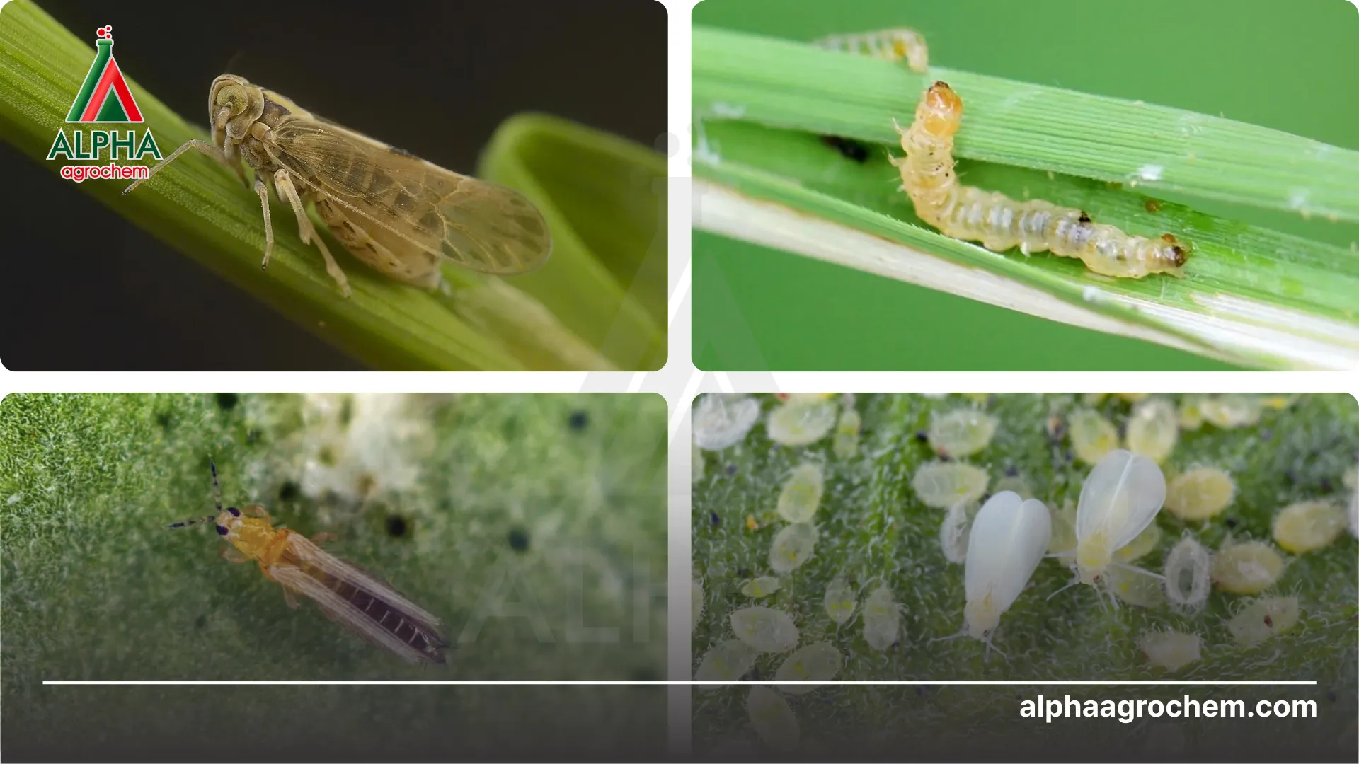 Phòng trừ sâu hại 