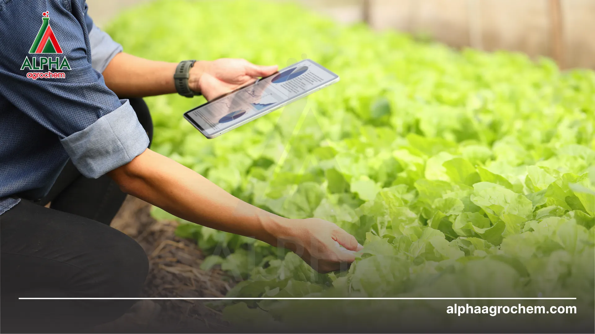 Thường xuyên theo dõi sự phát triển của cây 