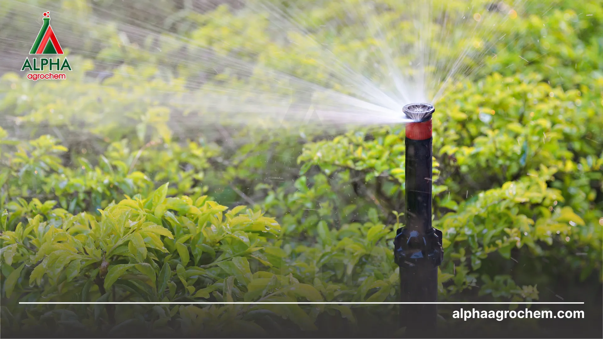 Tưới nước hợp lý 