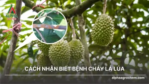 Bệnh nấm hồng trên cây có múi