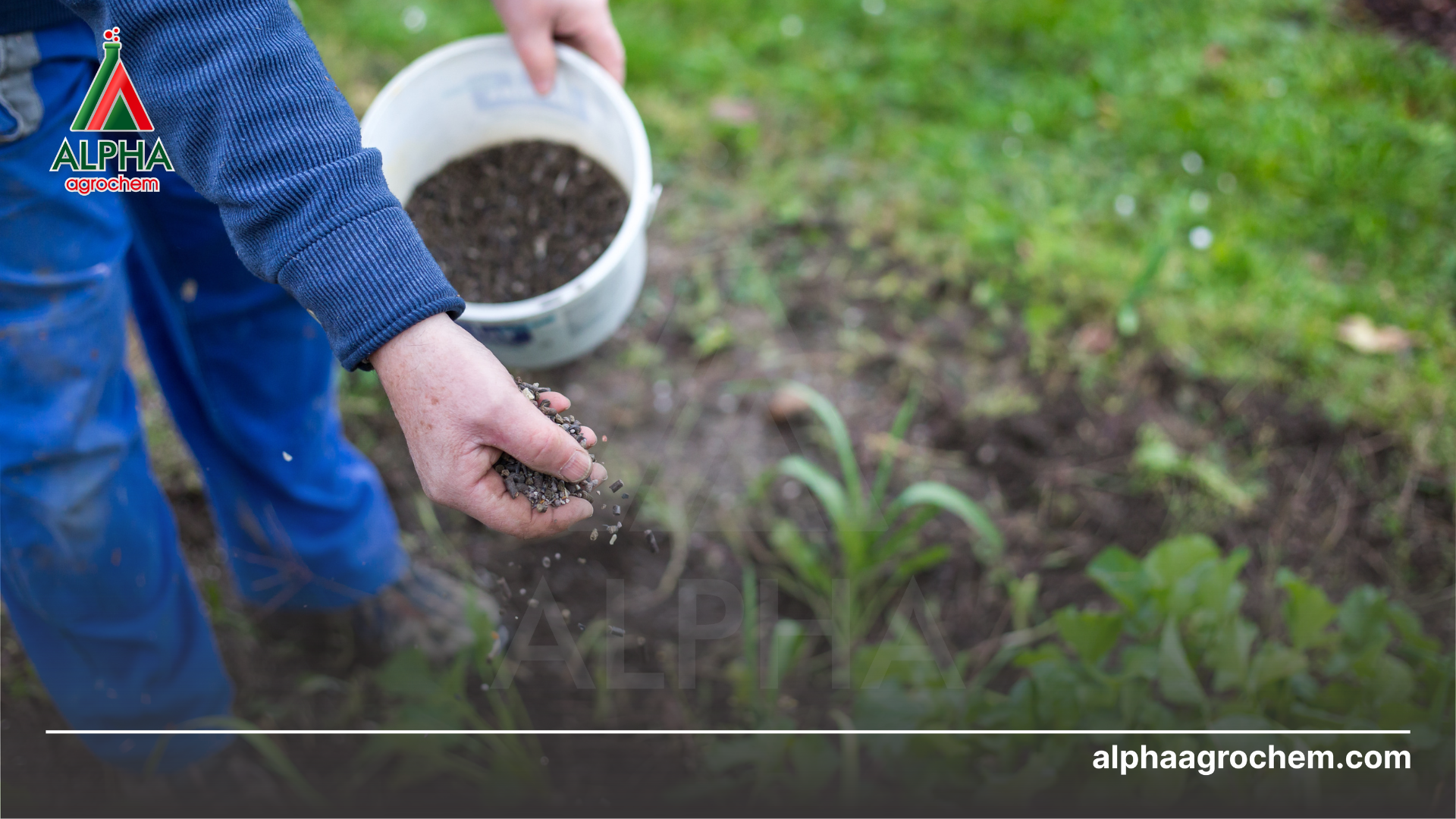Bón phân cân đối 