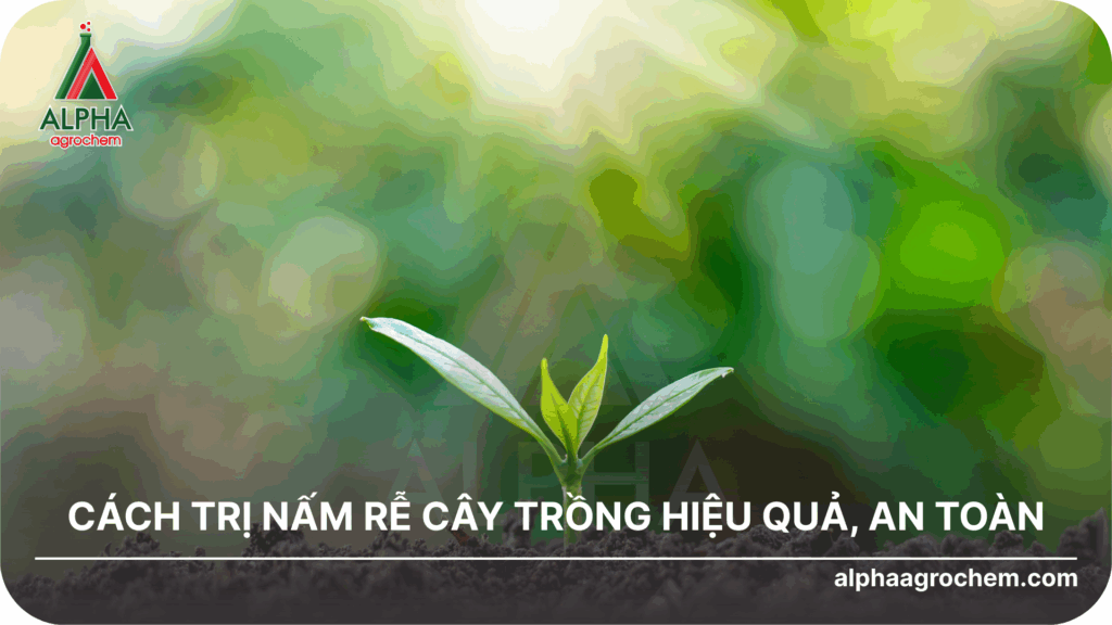 Cách trị nấm rễ cây trồng