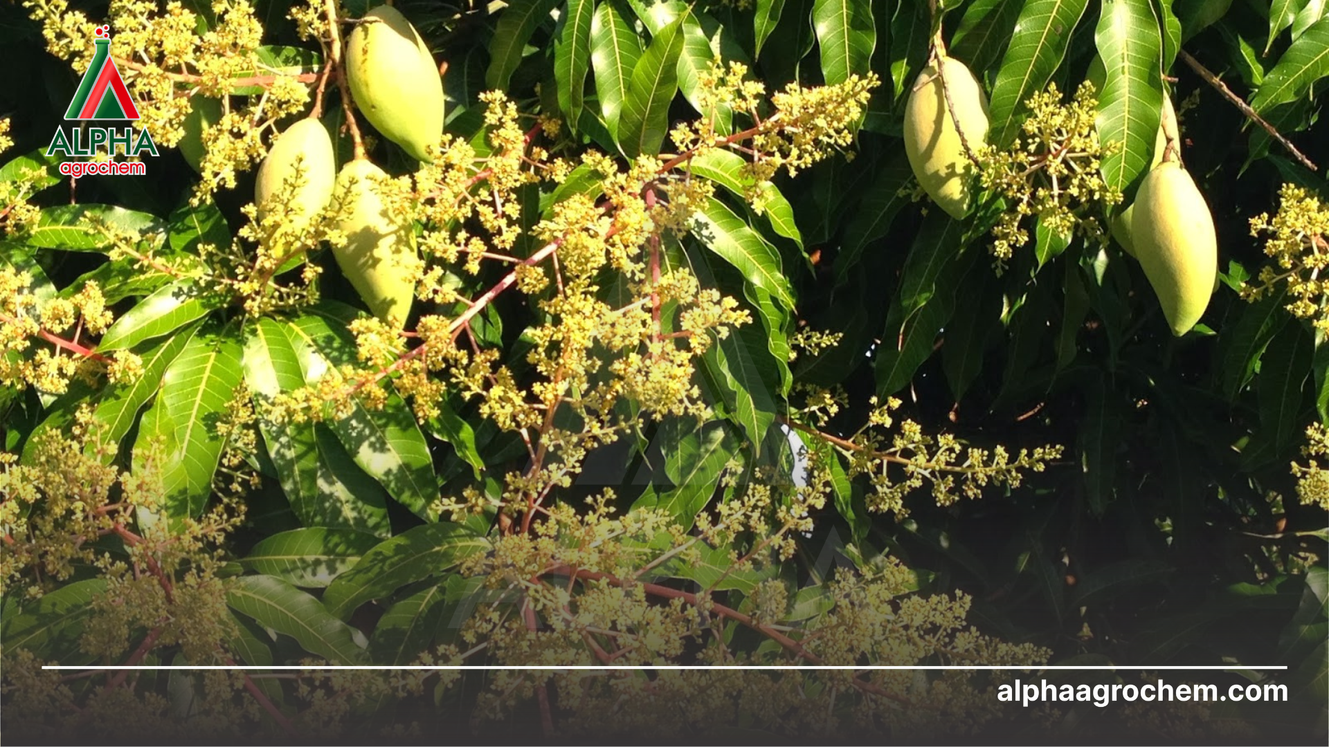 Chăm sóc giai đoạn ra hoa và đậu trái 