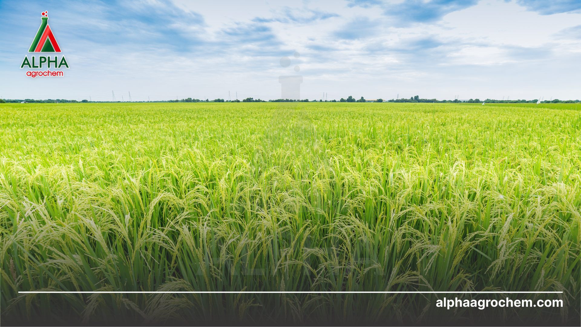 Chọn phân bón vi lượng thế nào