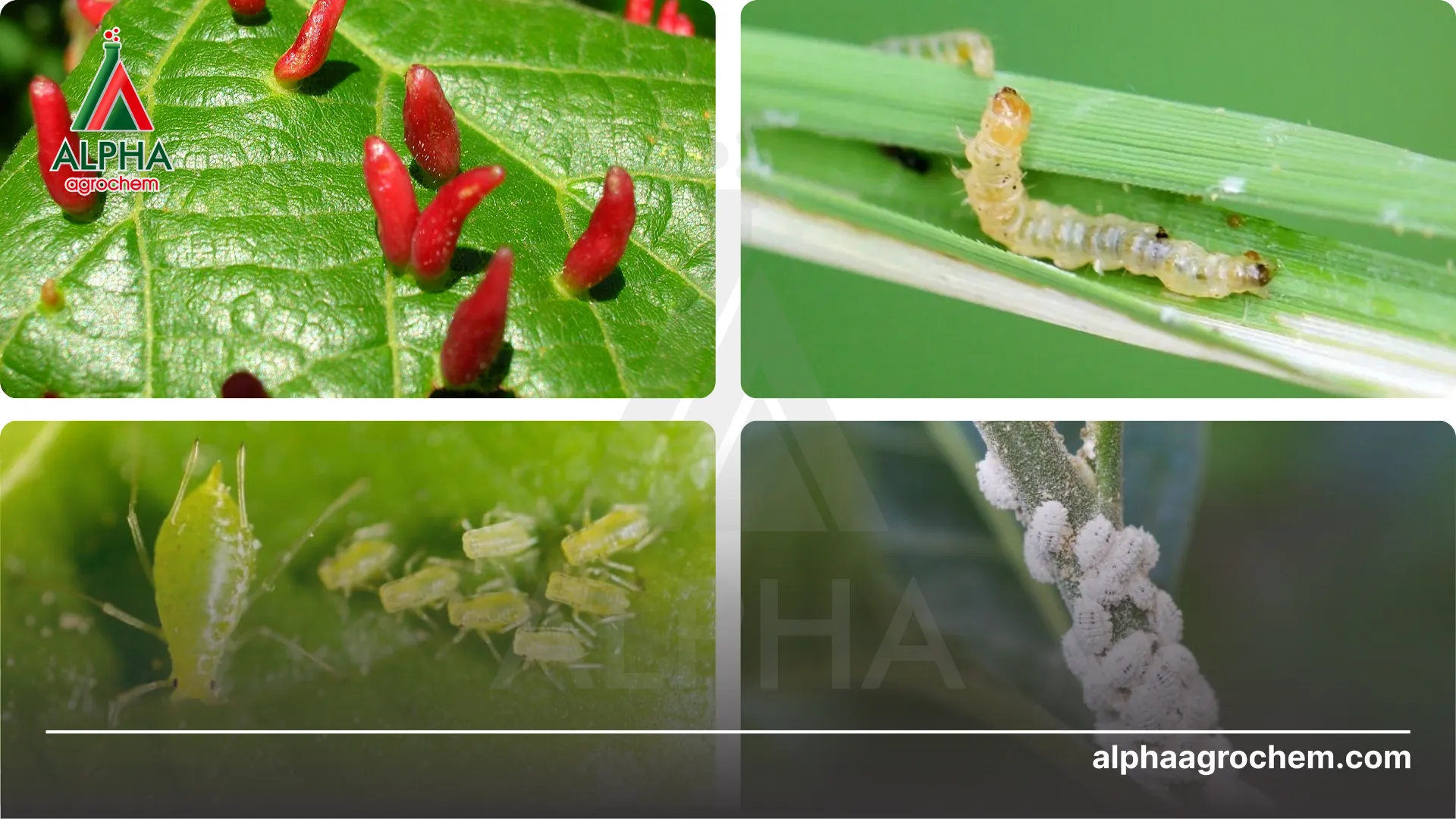 Công dụng hoạt chất Diafenthiuron