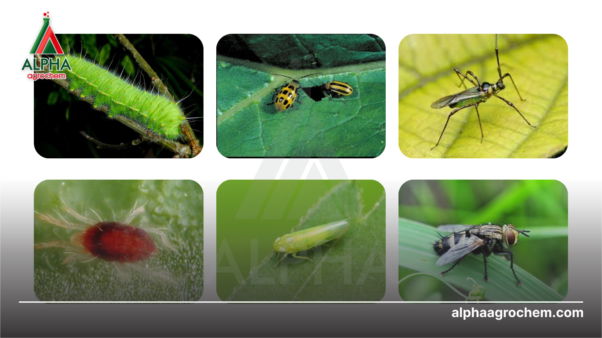 Công dụng hoạt chất spinosab 