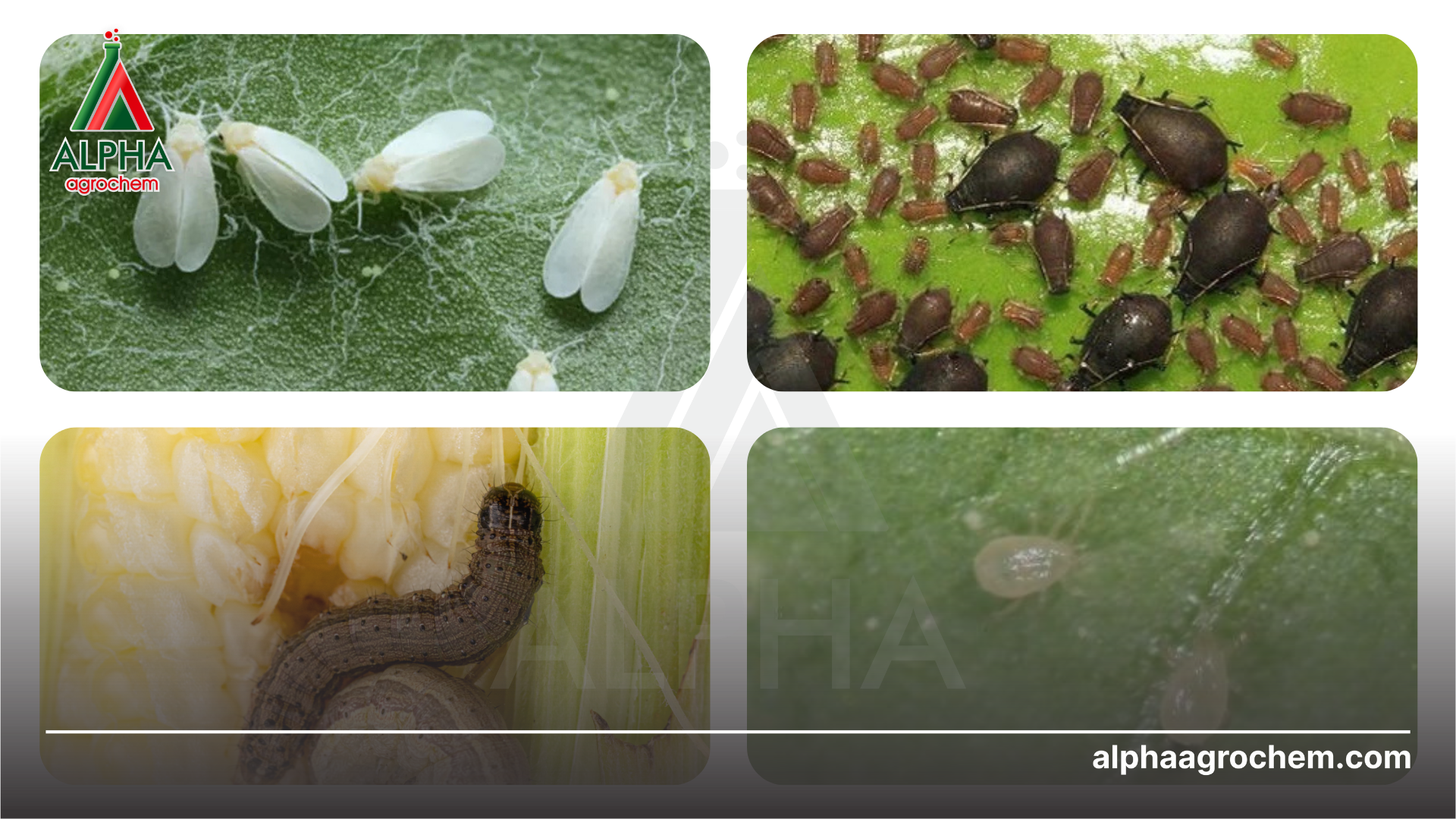 Công dụng petroleum-oil