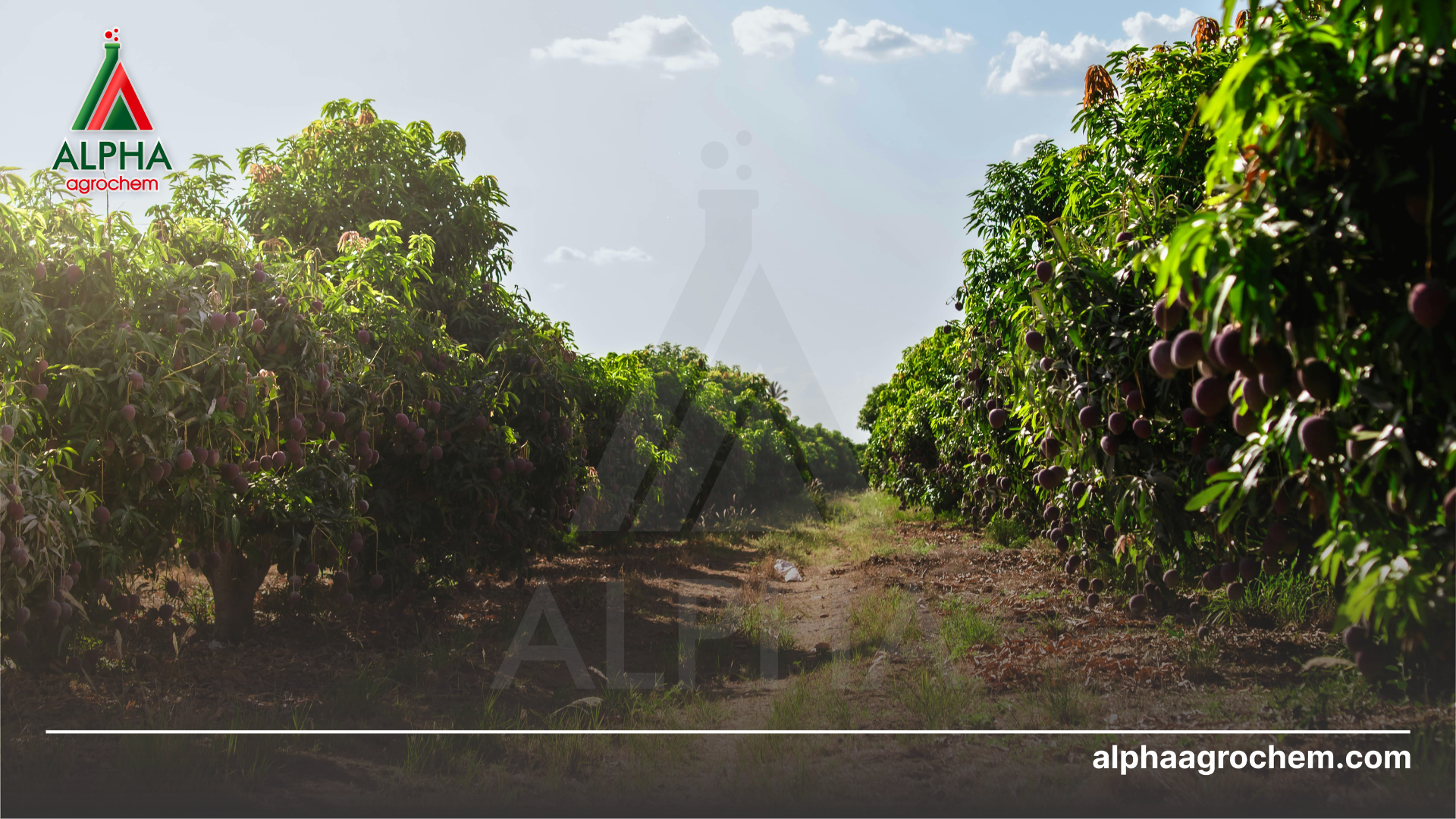 Điều kiện cần thiết làm bông xoài 