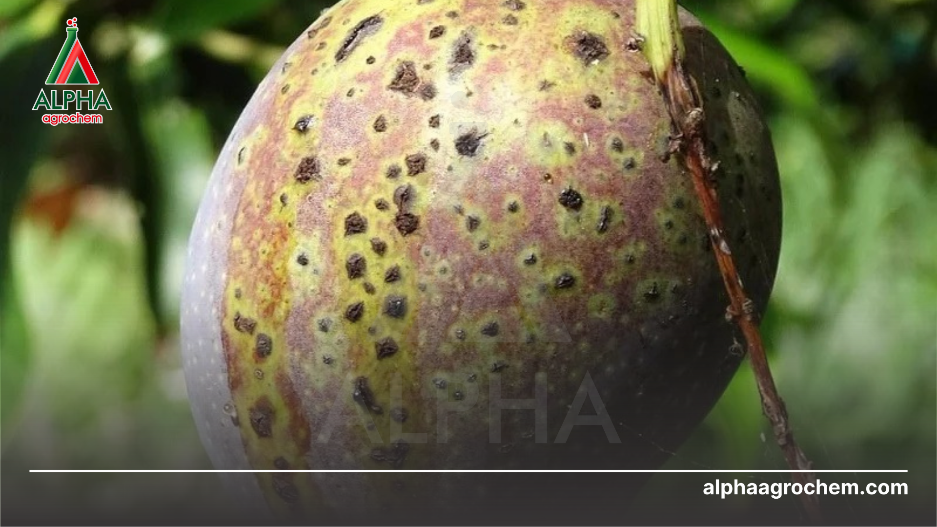 Hậu quả của xì mủ xoài