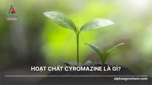 hoạt chất cyromazine là gì?