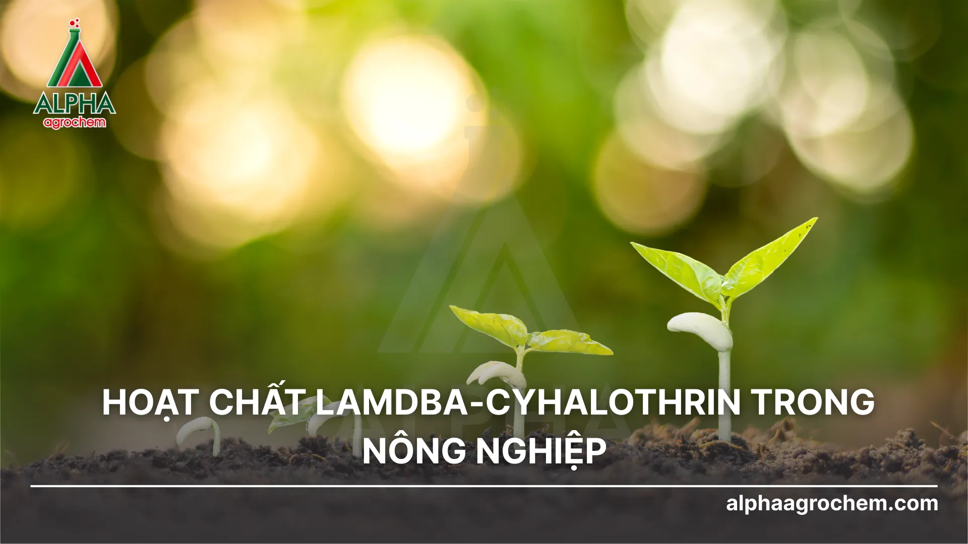 HOẠT CHẤT LAMDBA-CYHALOTHRIN TRONG NÔNG NGHIỆP - ALPHA AGROCHEM