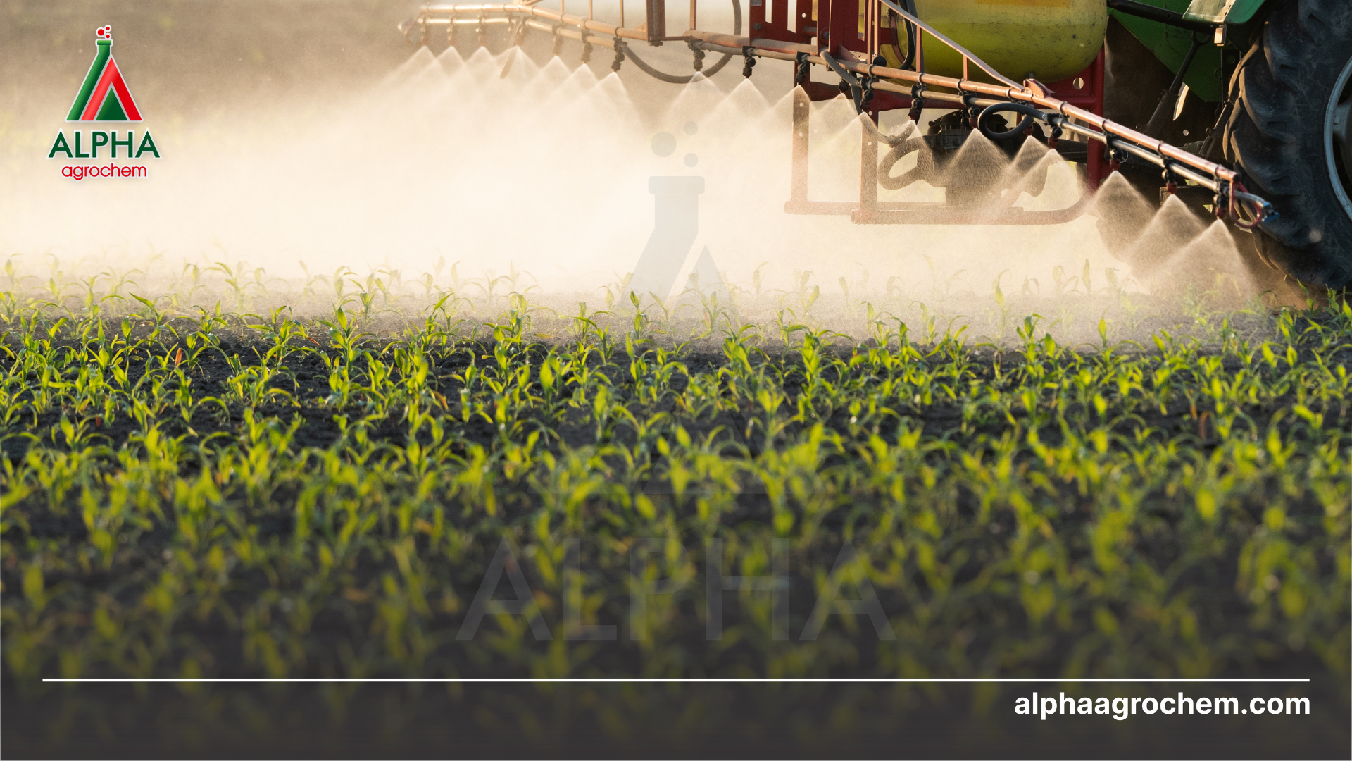 Hướng dẫn sử dụng thuốc trị sâu đục thân sinh học 