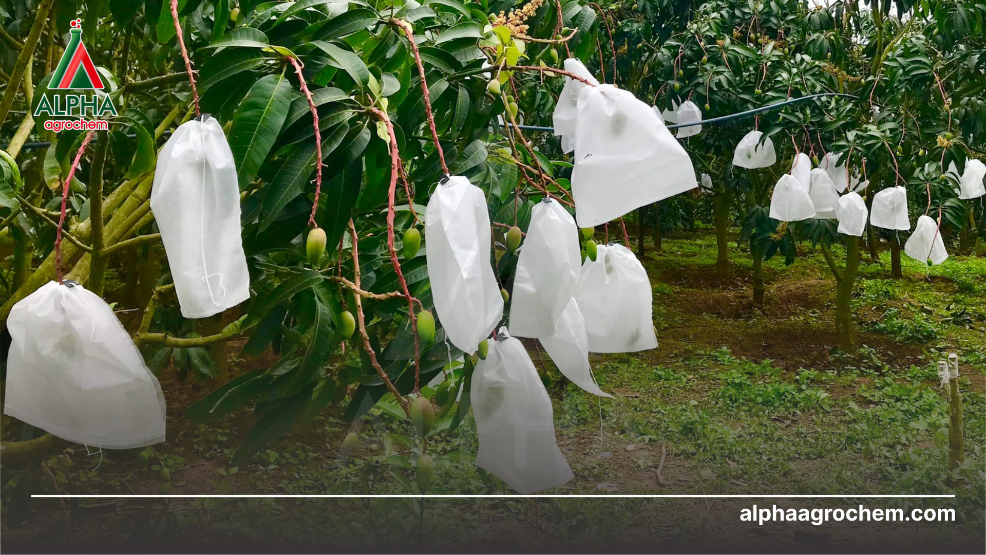Kỹ thuật bao trái xoài là gì?