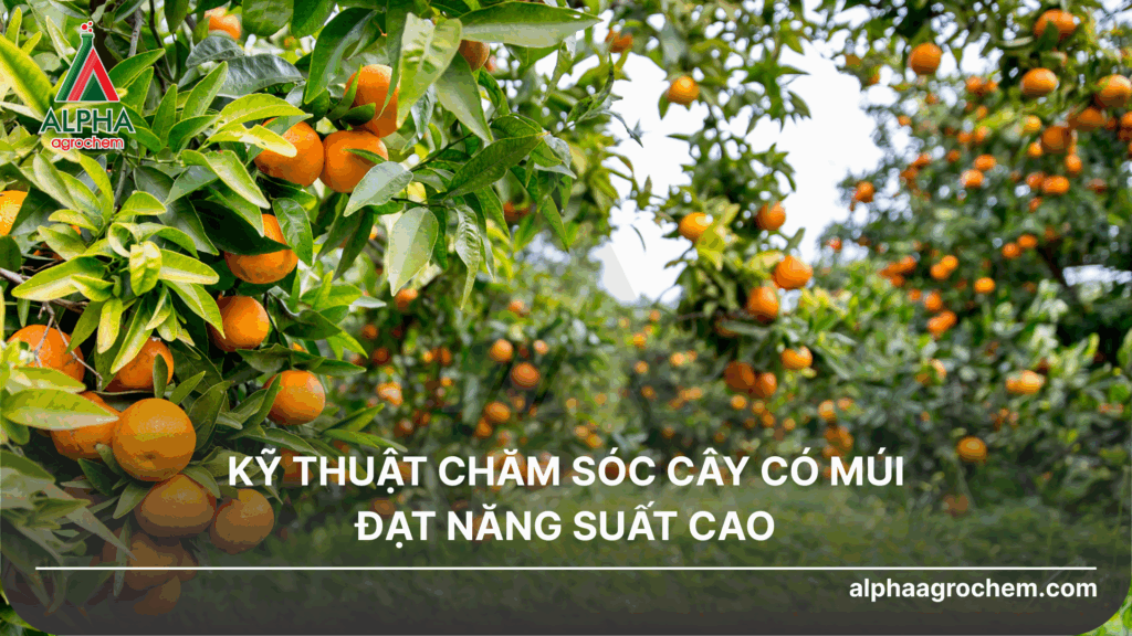 Kỹ thuật chăm sóc cây có múi