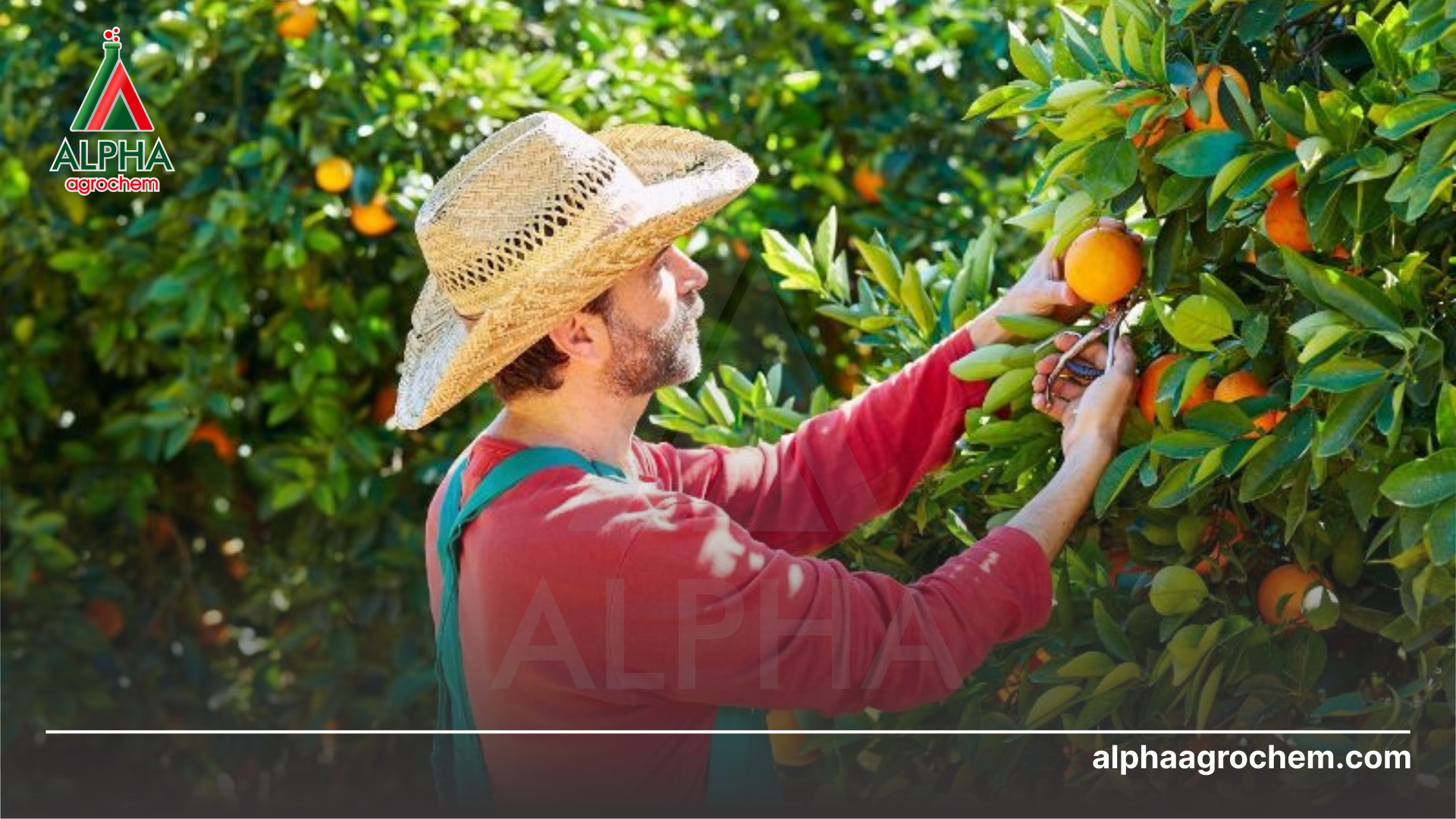 Kỹ thuật chăm sóc cây có múi 