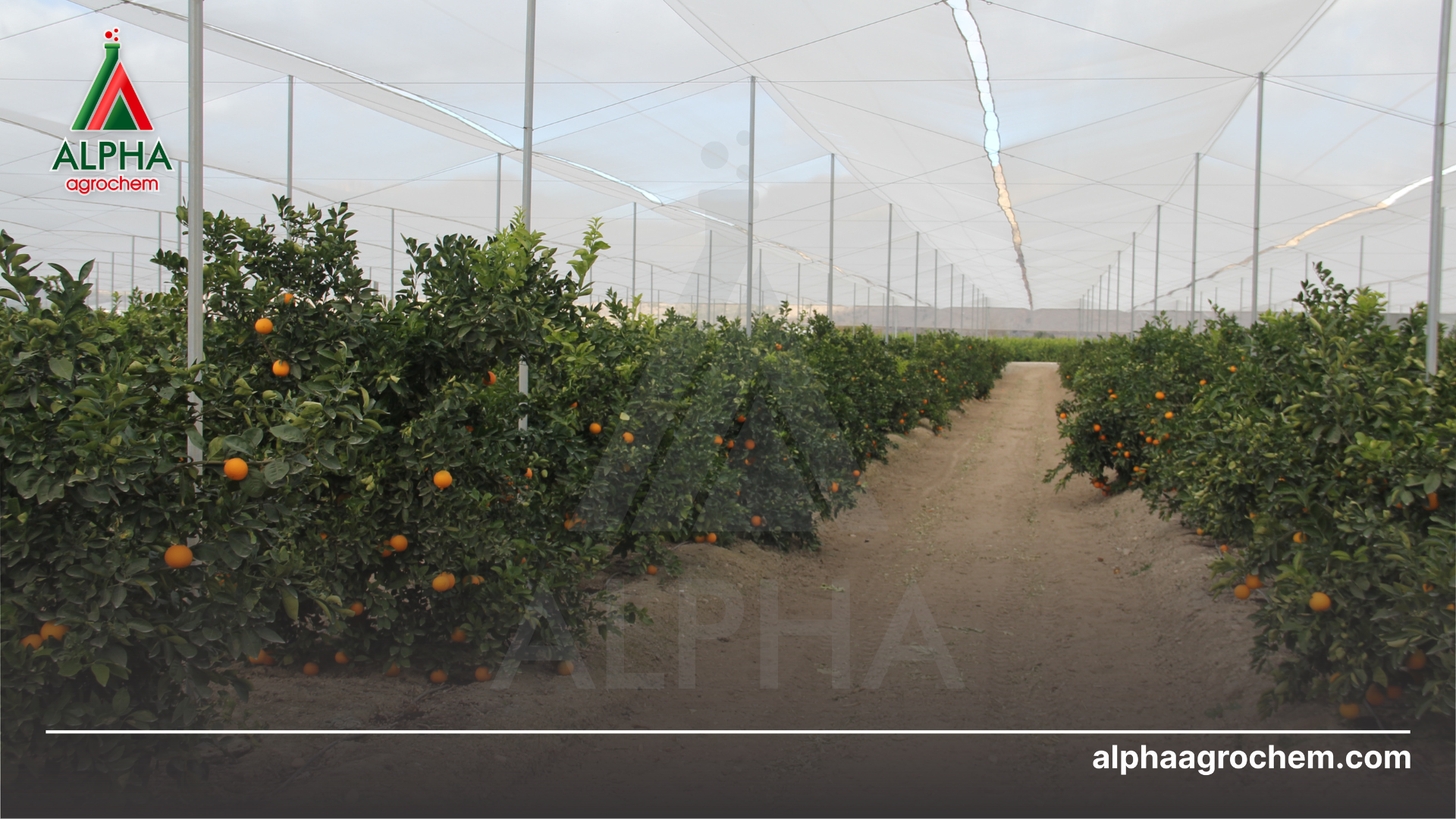 Kỹ thuật trồng cây có múi 