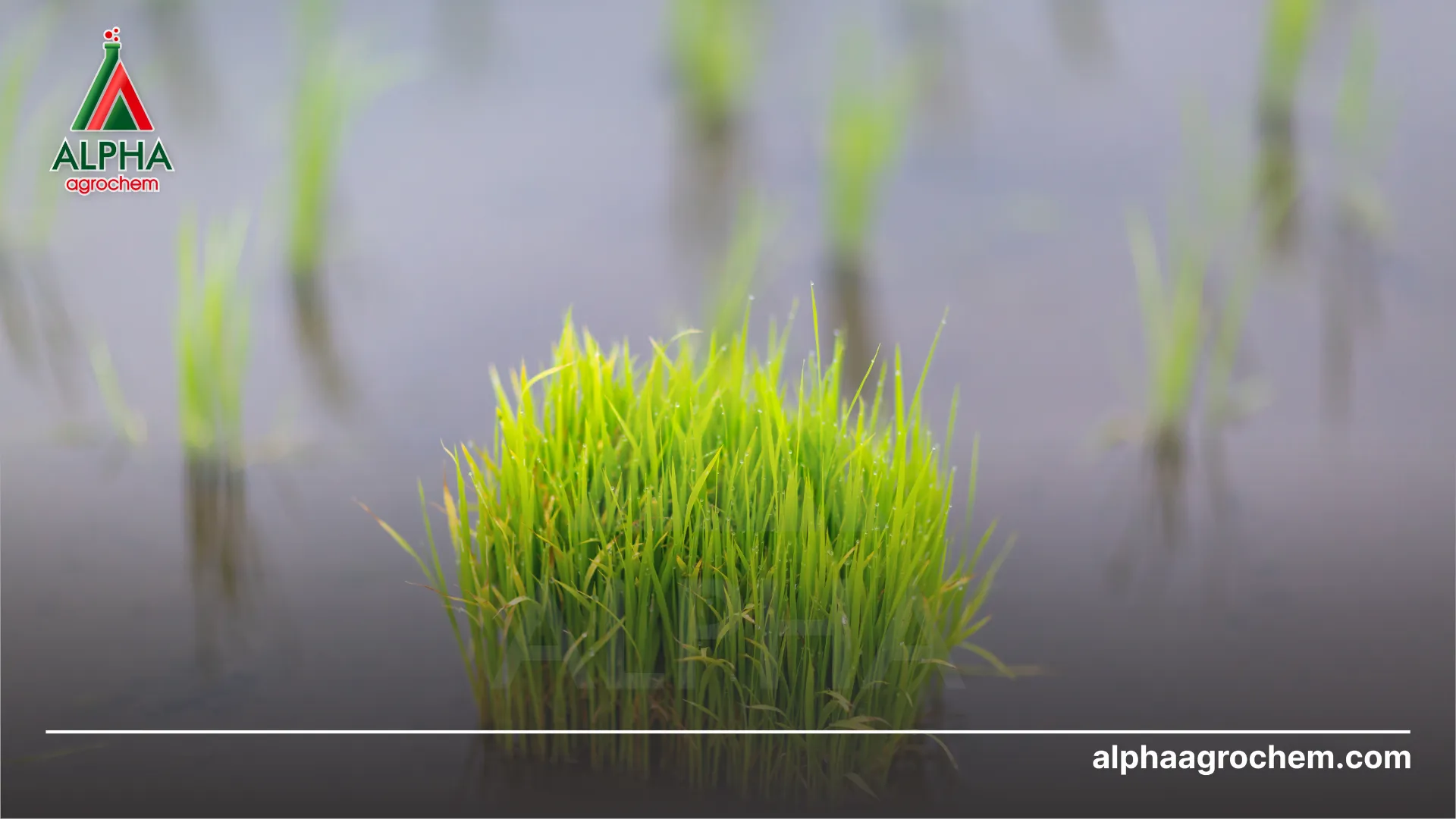 Kỹ thuật làm đất trồng lúa