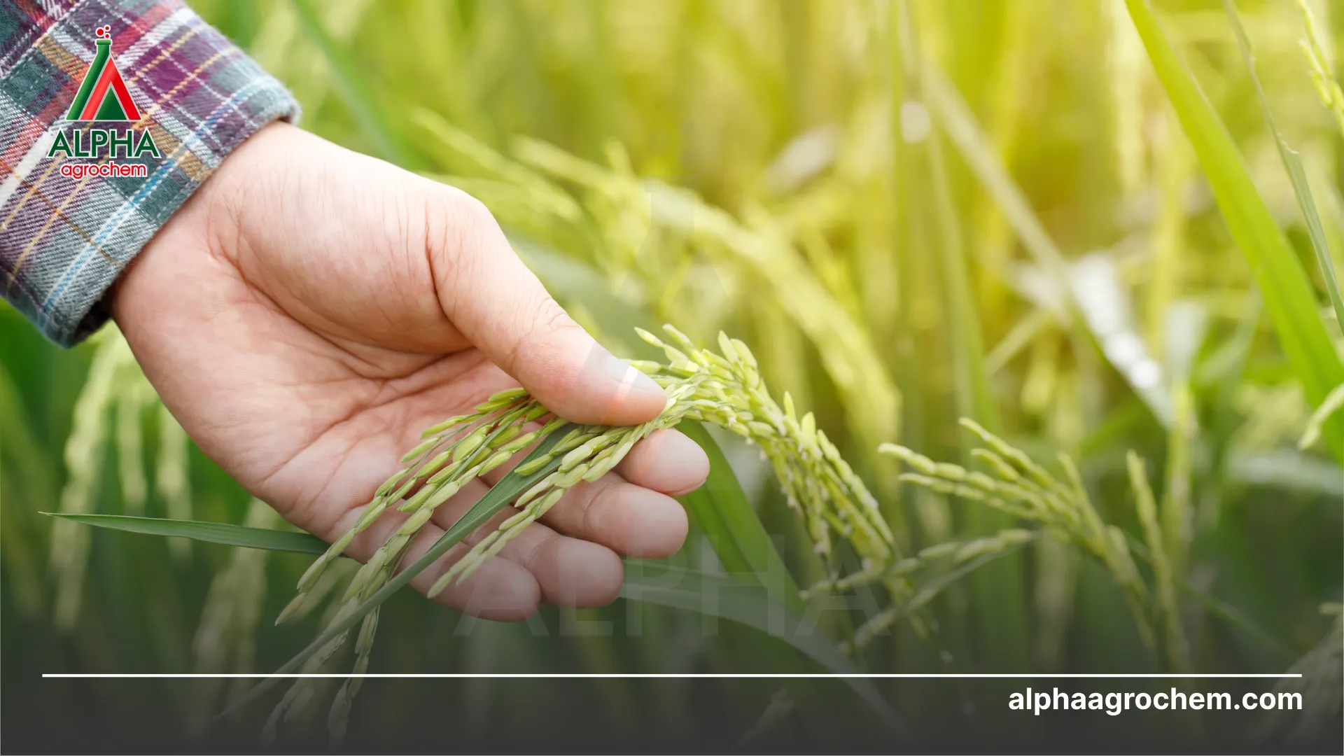 Lợi ích làm đất đúng kỹ thuật