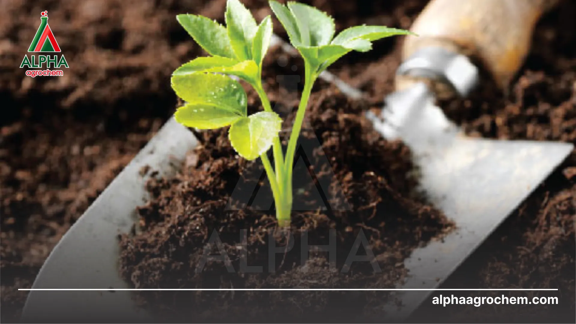 Lợi ích khi bón phân hữu cơ vi sinh 