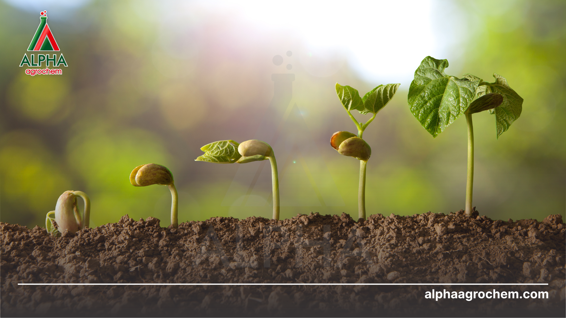 Chọn kỹ giống cây 