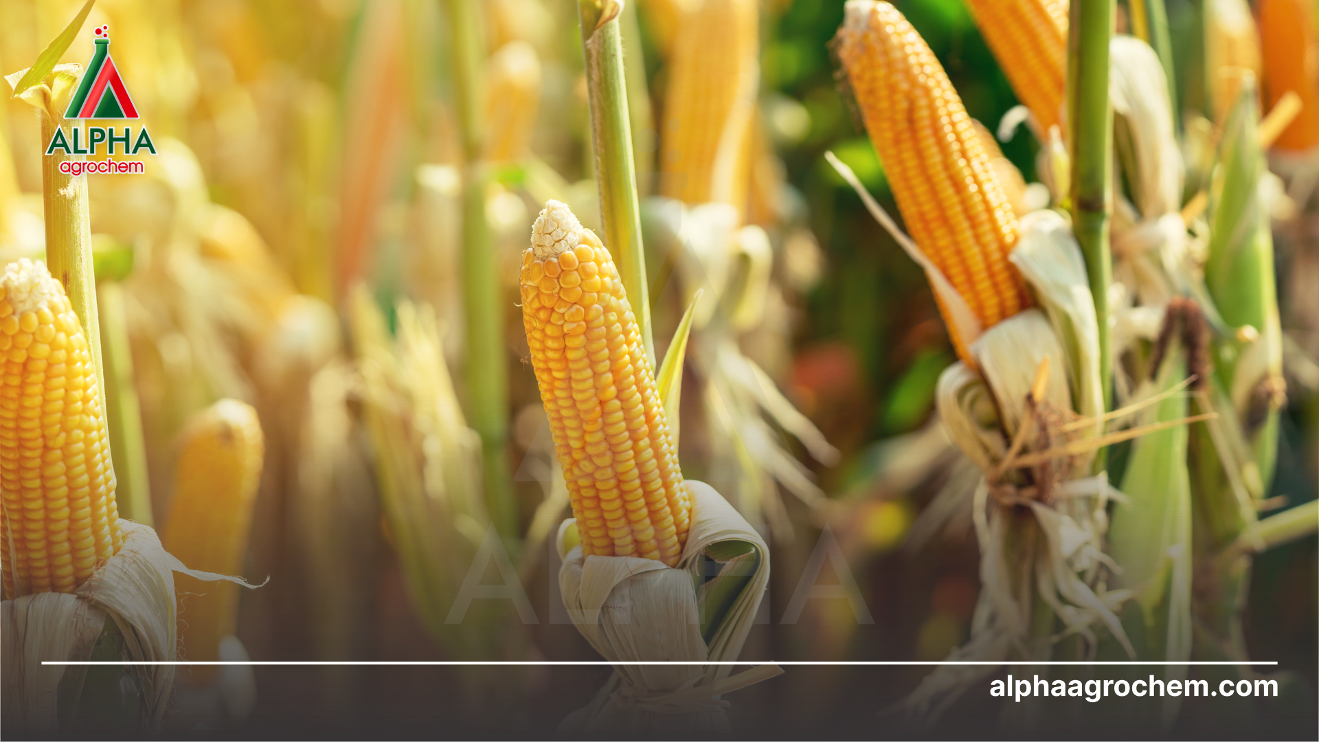 Lưu ý khi mia thuốc trừ sâu đục quả sinh học 