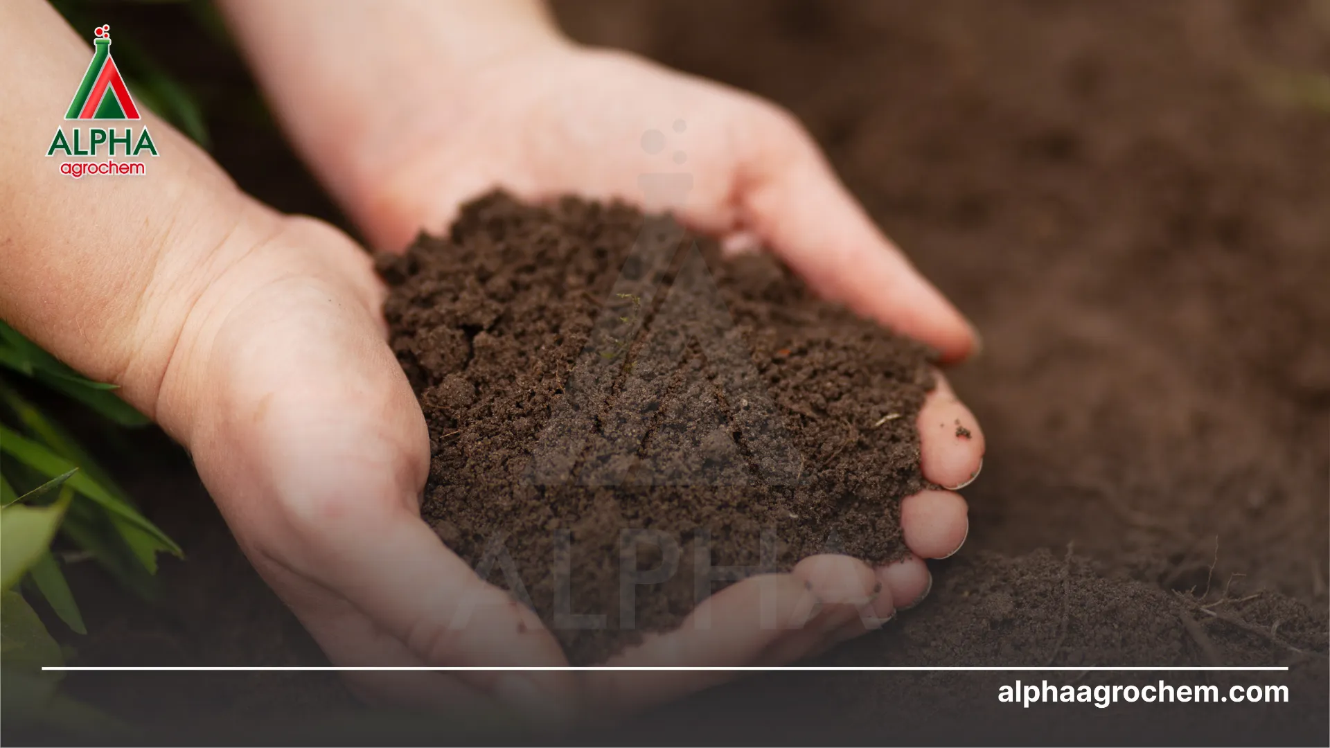 Lưu ý khi sử dụng phân bón hữu cơ vi sinh 