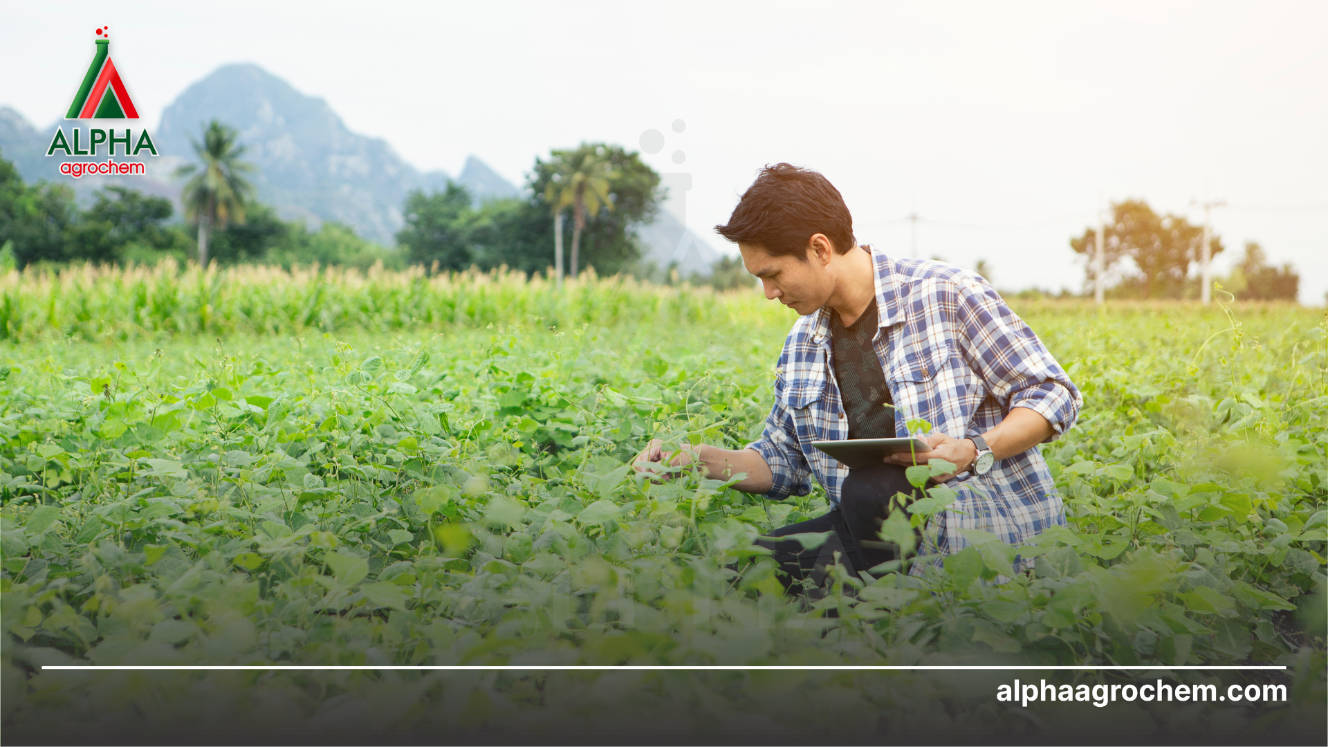 Lưu ý khi trị nấm rễ cây trồng 