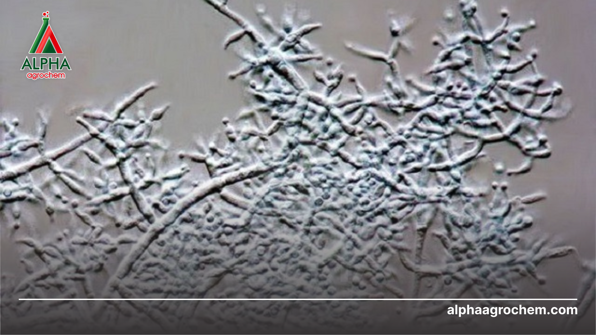 Nấm đối kháng Trichoderma