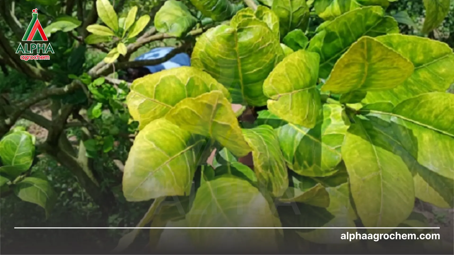 Nguyên nhân vàng lá bưởi 