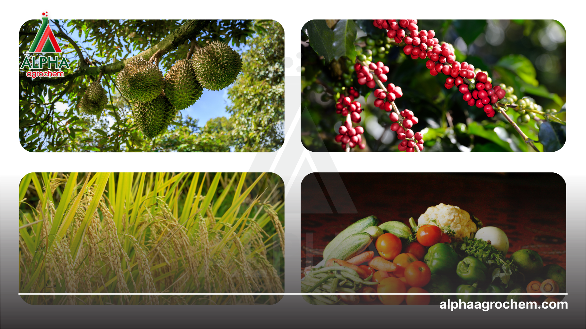 Những cây trồng phù hợp sử dụng nấm đối kháng Trichoderma