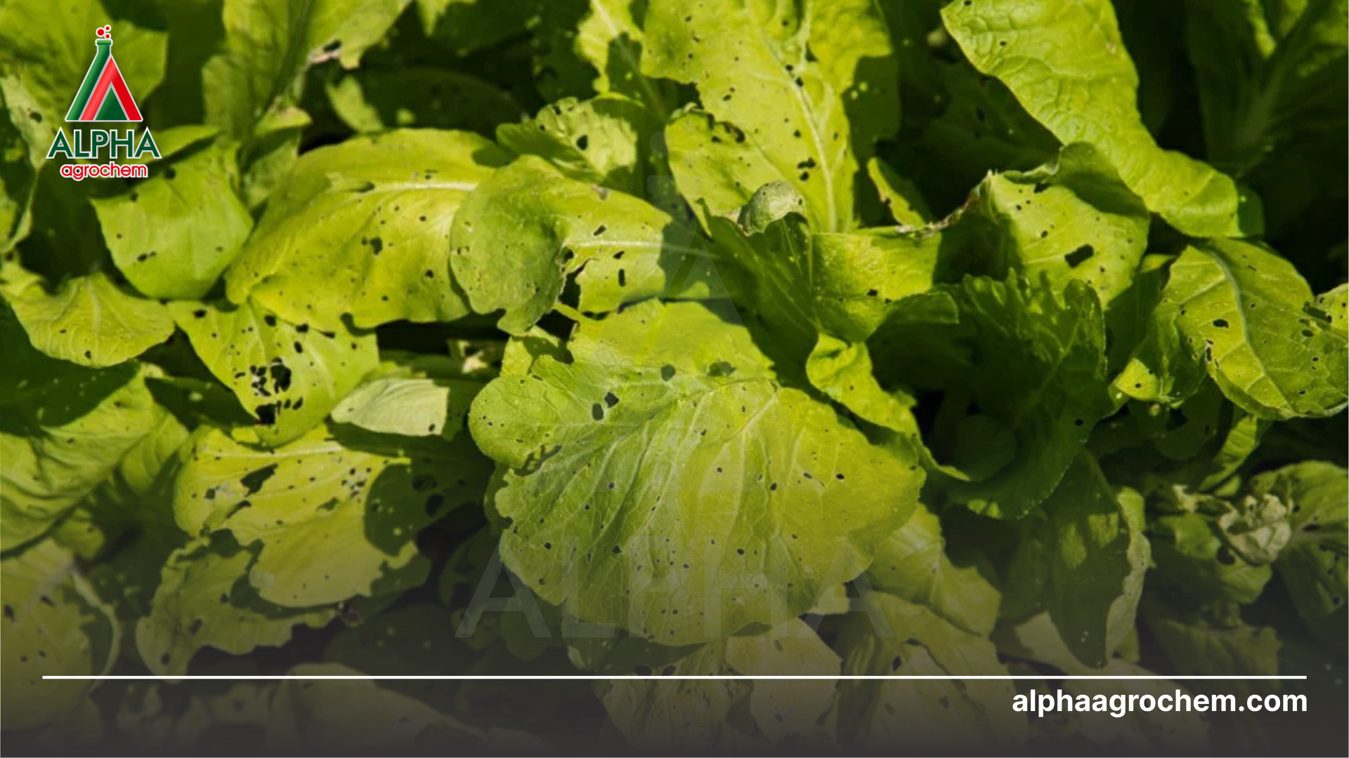 Những hoạt chất sinh học phổ biến trong thuốc trừ bệnh