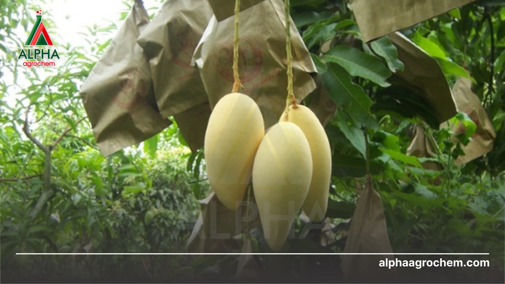 Những sai lầm thường gặp khi làm bông xoài nghịch vụ 