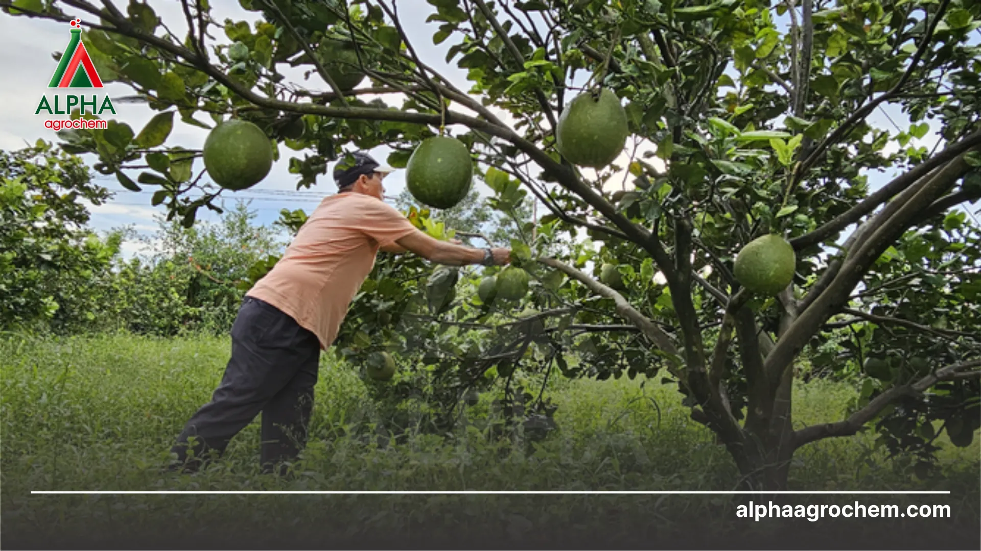 Biện pháp phòng trừ bệnh 