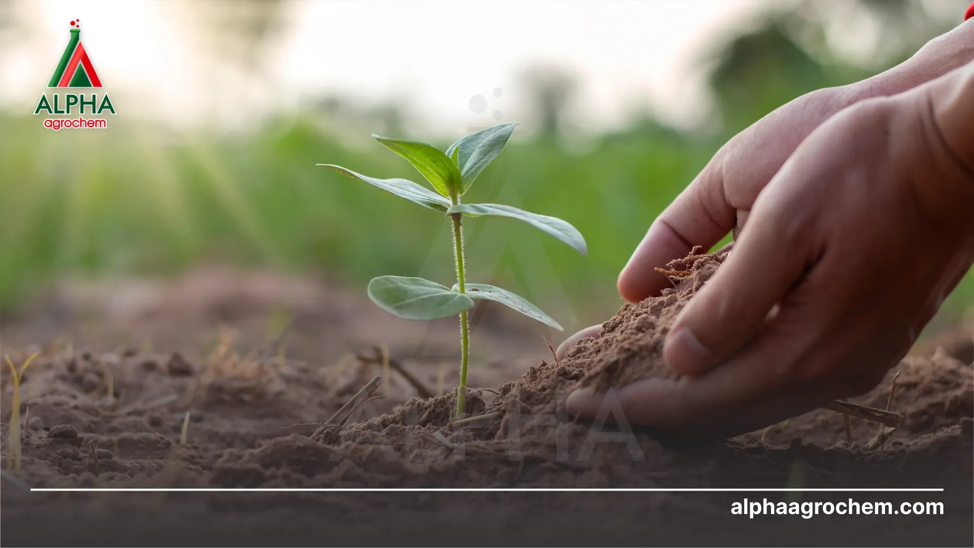 Cách bón phân hữu cơ vi sinh hiệu quả cao 