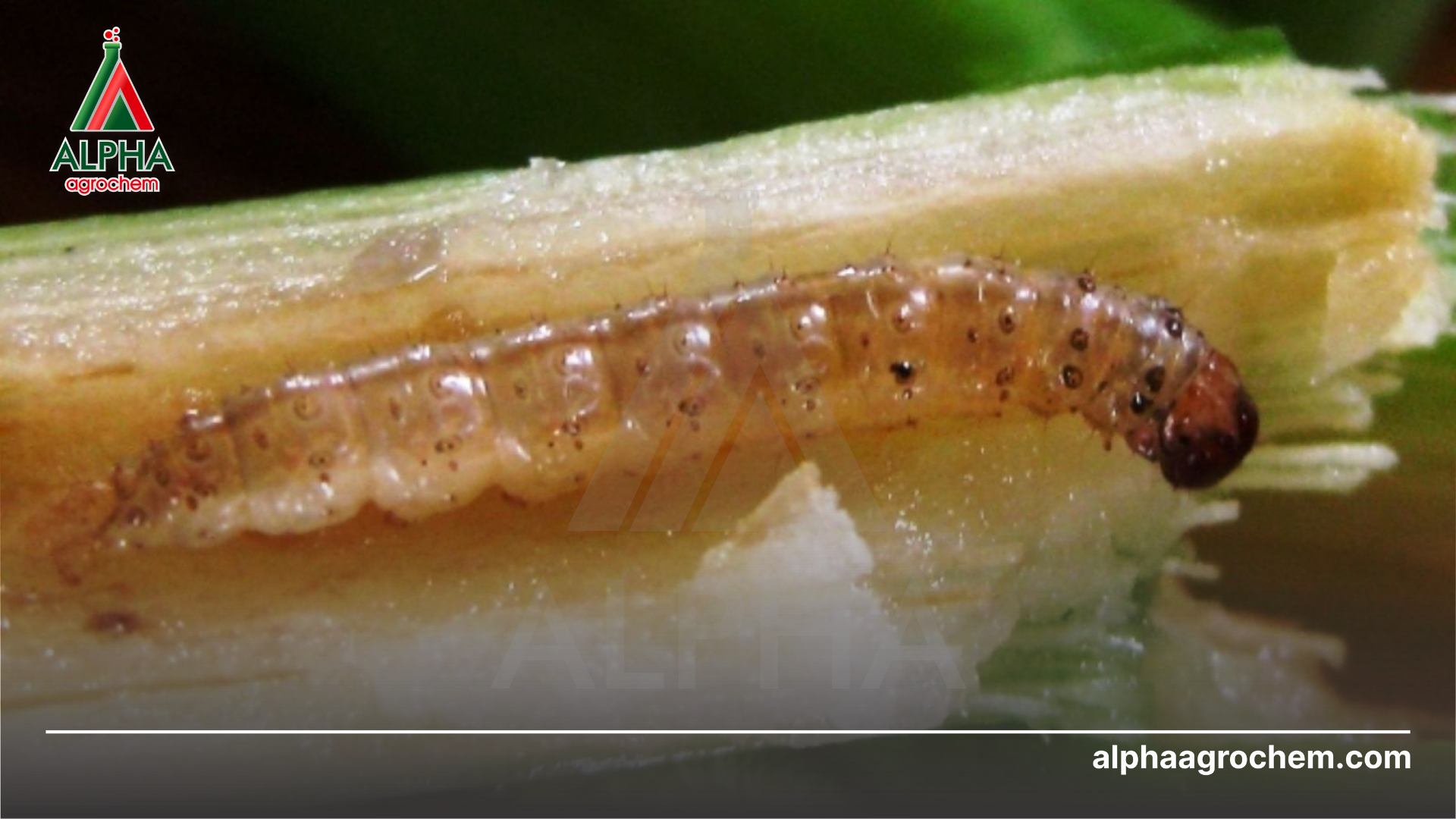 Sâu đục thân là gì