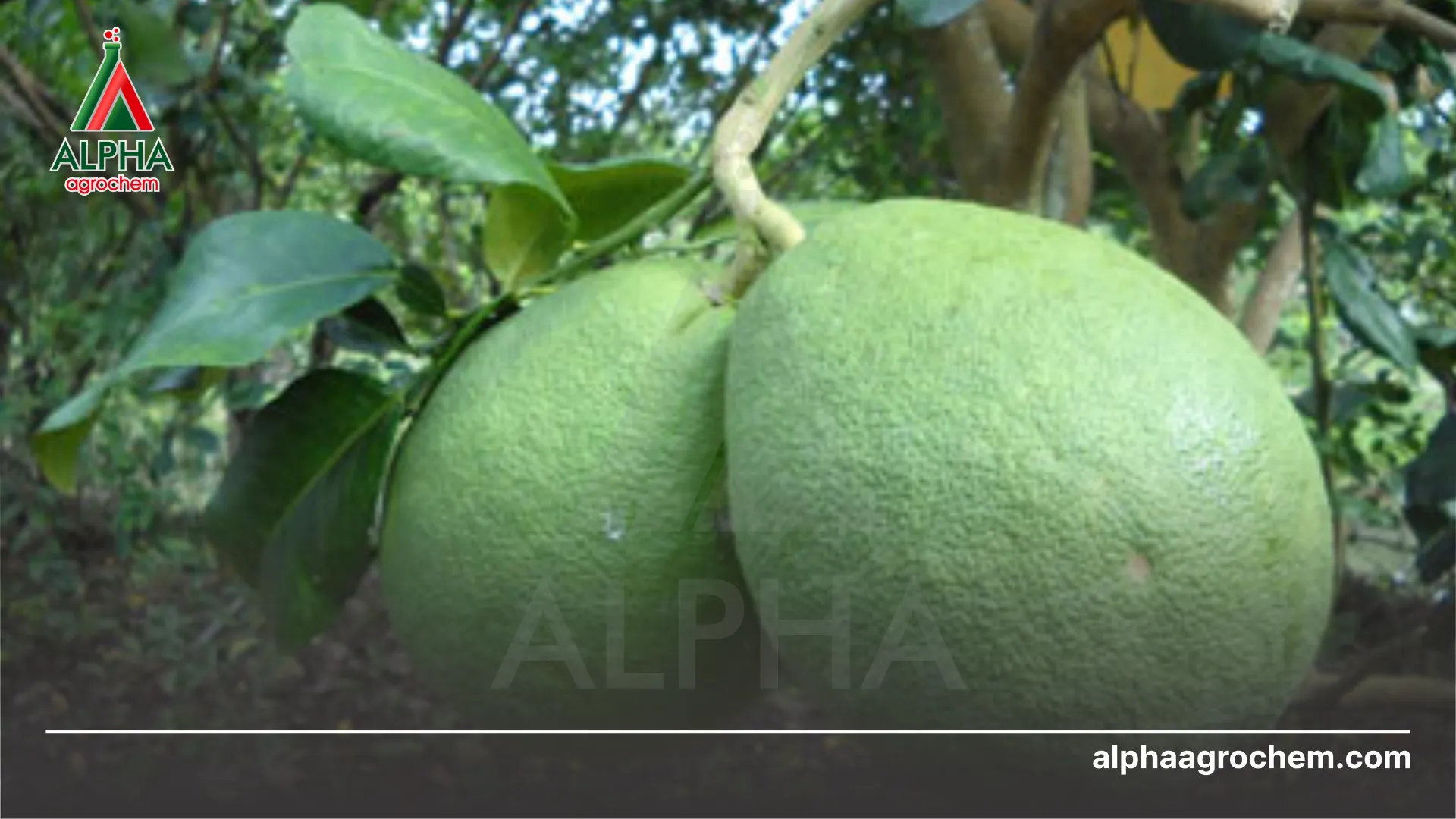 Tác hại của bệnh 