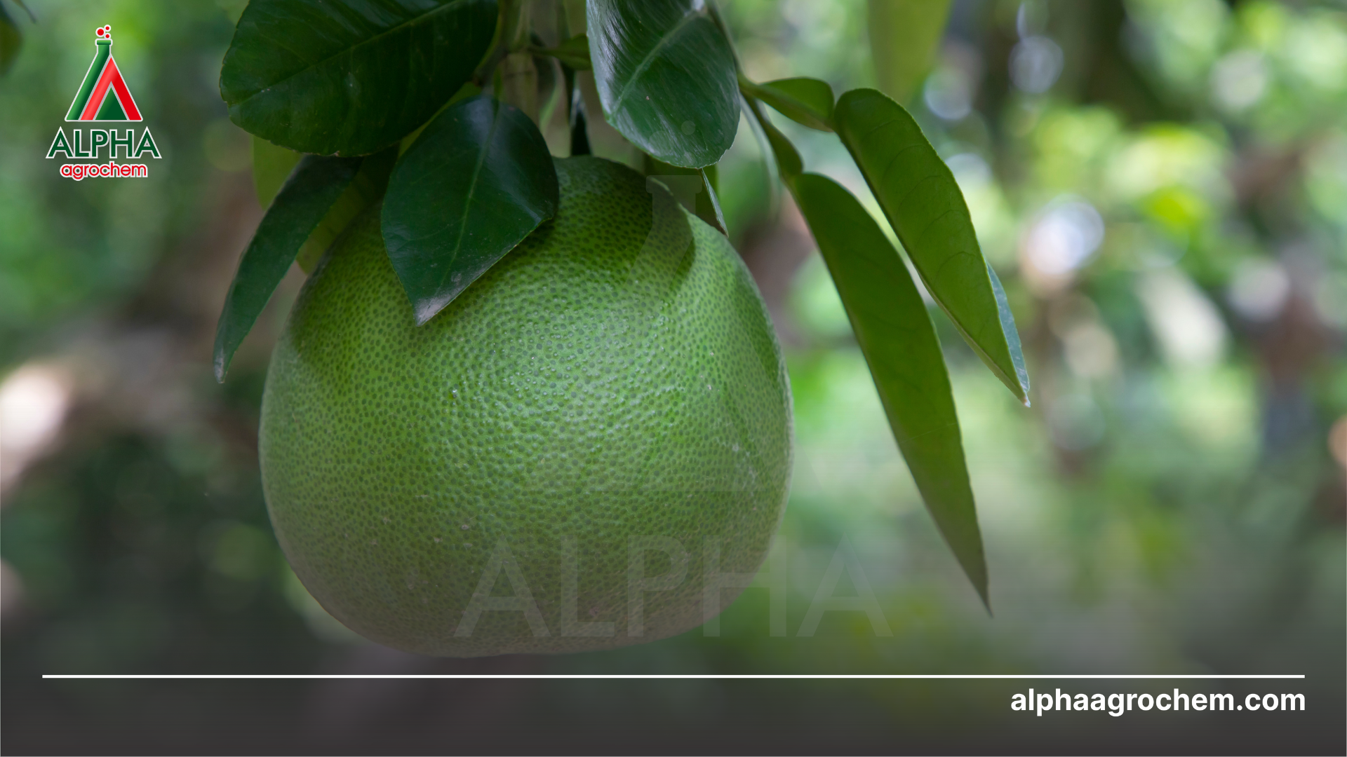 Tại sao cần chăm sóc bưởi da xanh sau thu hoạch 