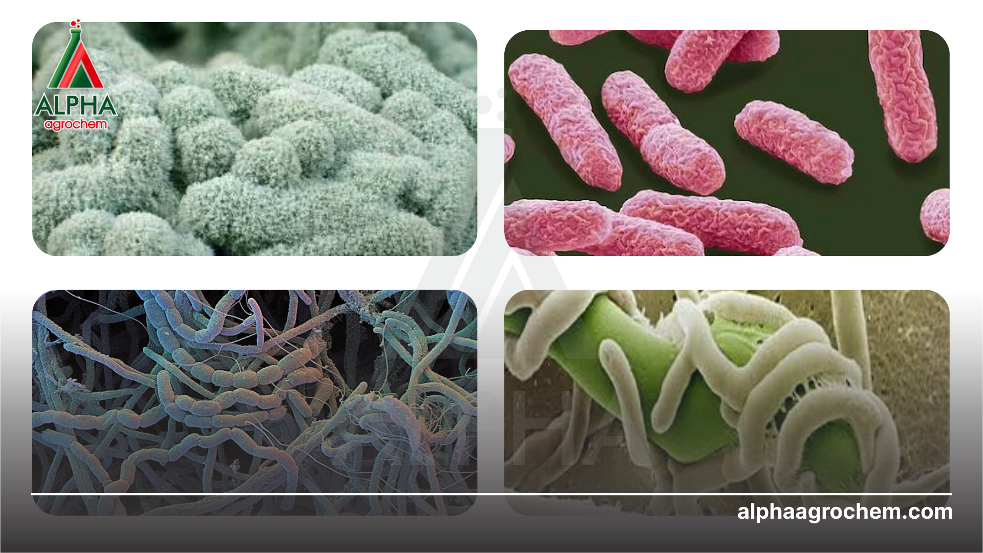 Thuốc trừ bệnh sinh học 