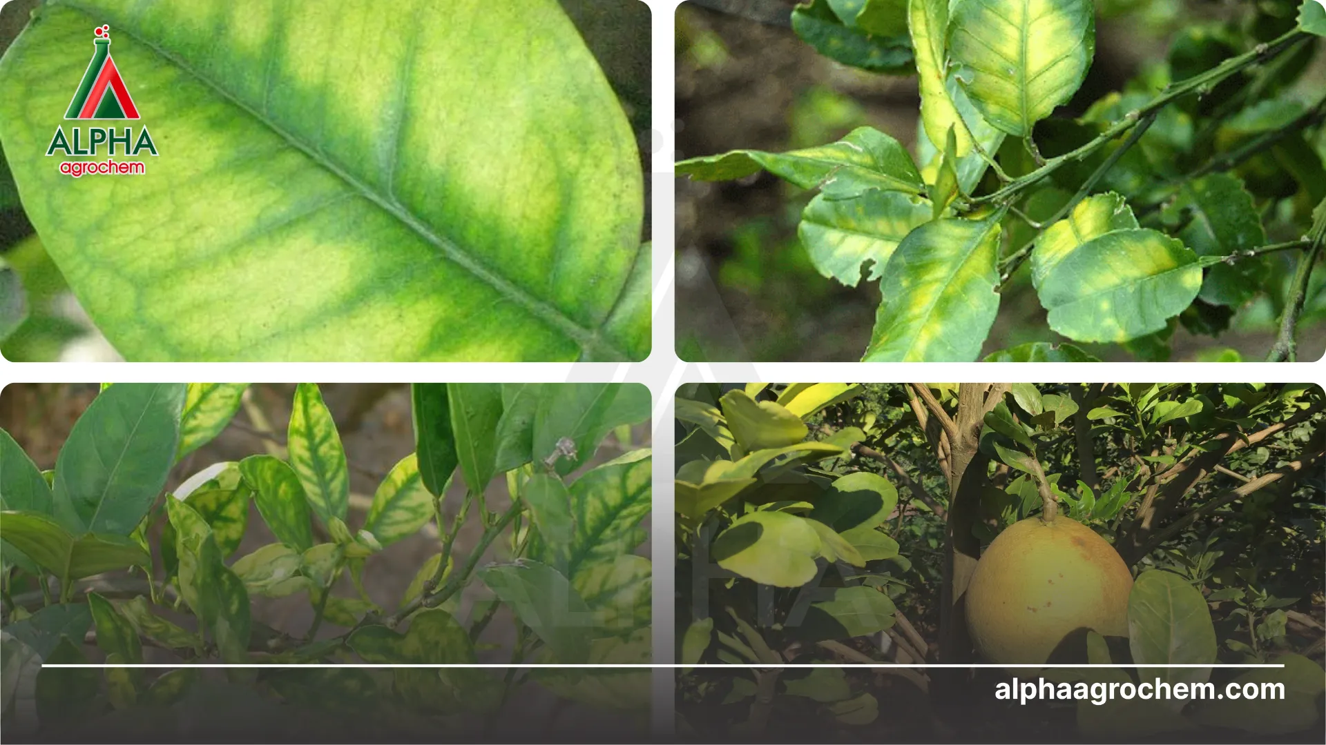 Triệu chứng bệnh 